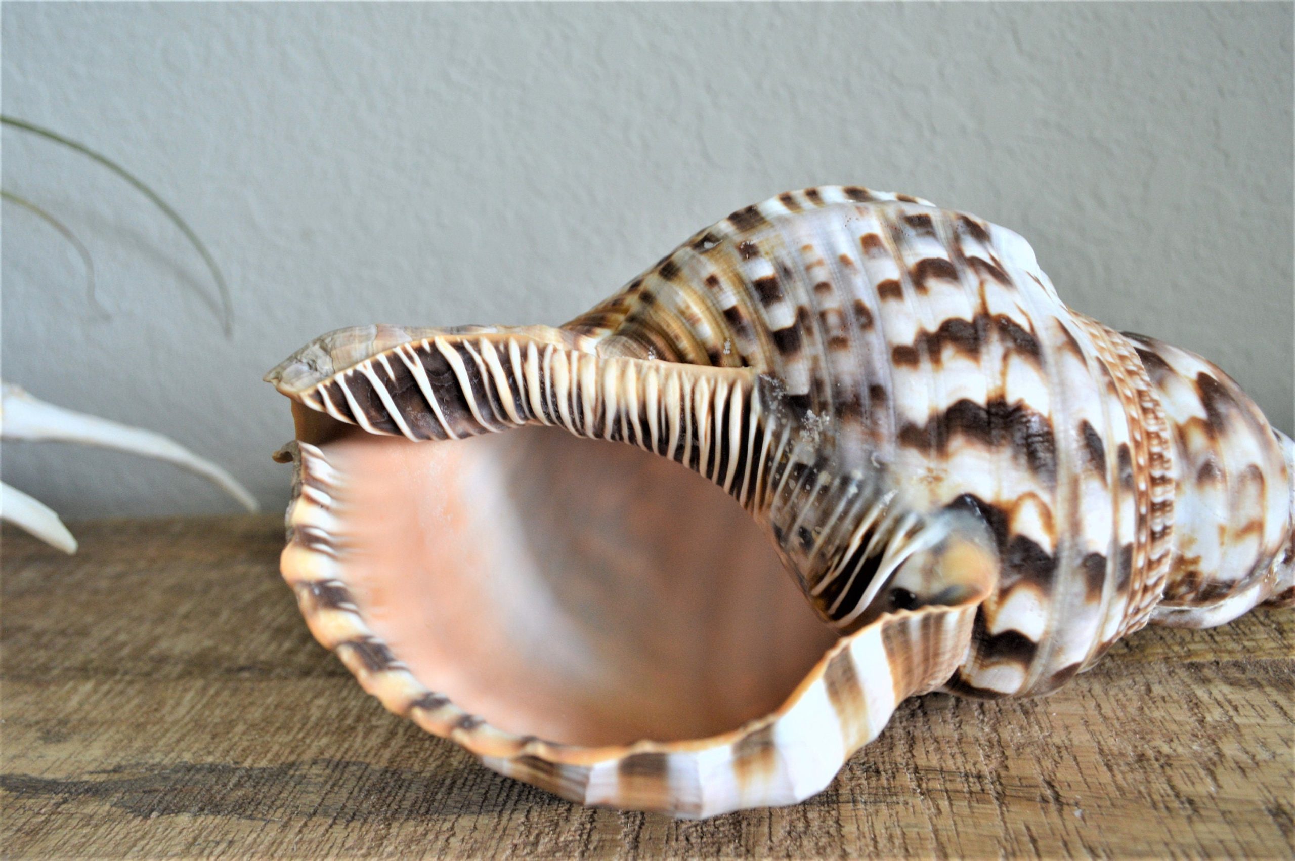 CARIBBEAN TRITON TRUMPET *All Sizes* Display Seashell Coastal Beach Home Décor - Image 4