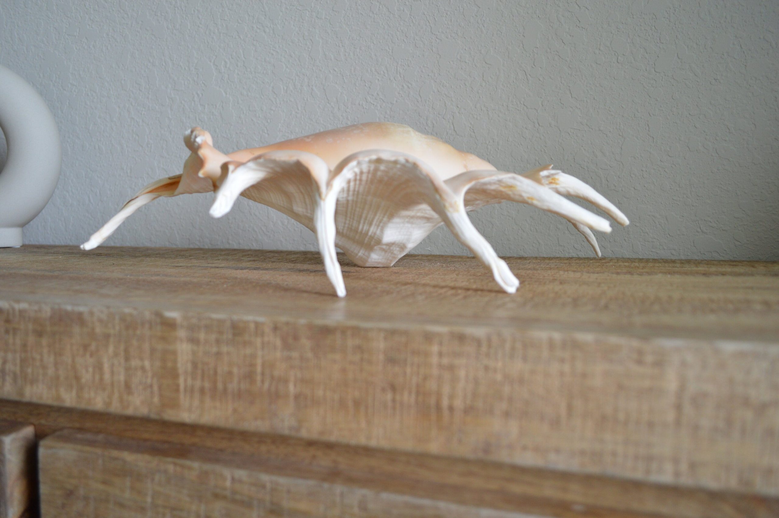 LAMBIS SPIDER CONCH Shells 12-15" *You Choose Size* Display Seashells - Image 4