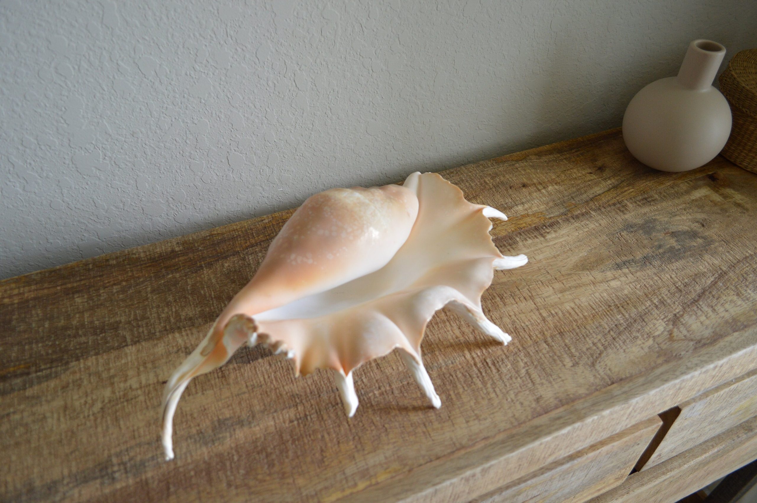 LAMBIS SPIDER CONCH Shells 12-15" *You Choose Size* Display Seashells - Image 2
