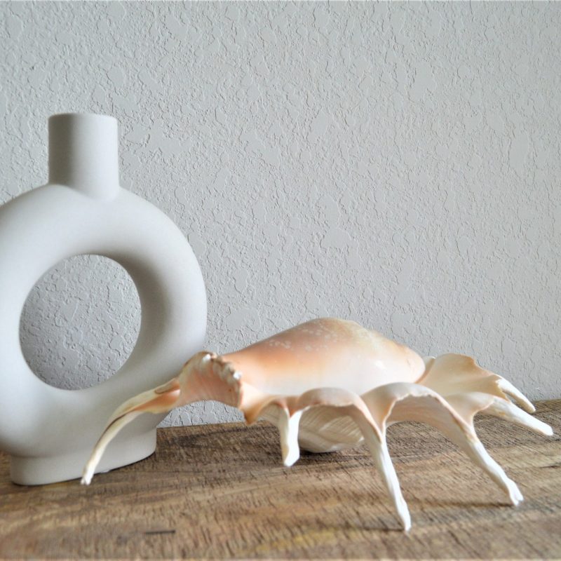 LAMBIS SPIDER CONCH Shells  12-15" *You Choose Size* Display Seashells