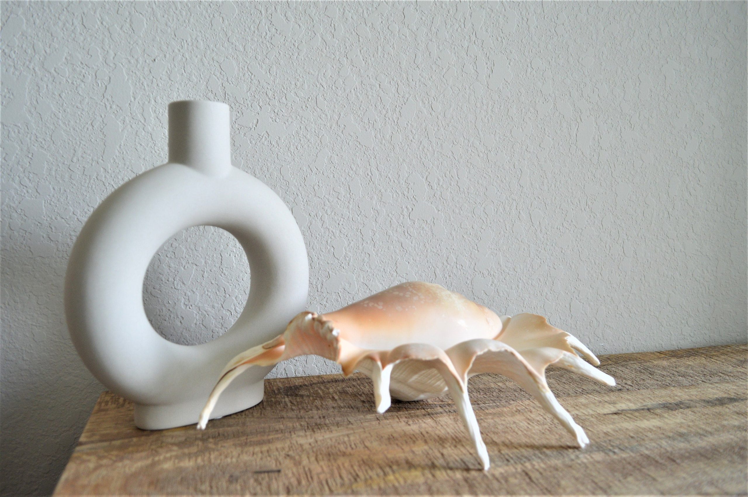 LAMBIS SPIDER CONCH Shells 12-15" *You Choose Size* Display Seashells