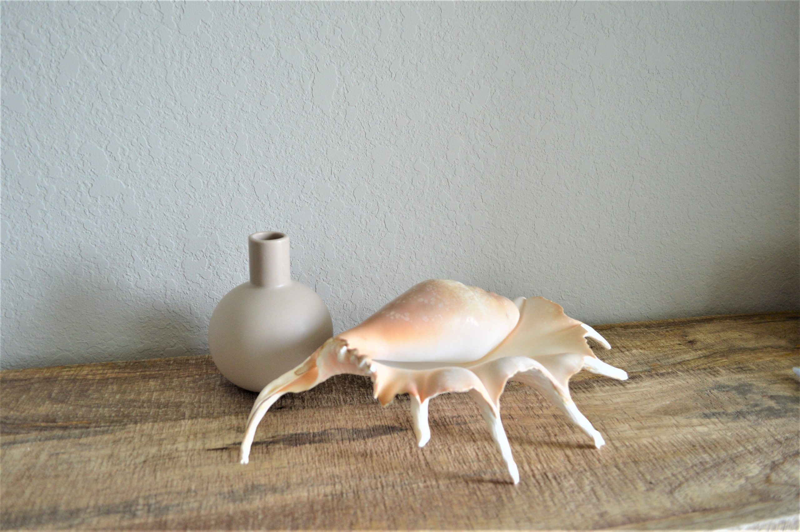 LAMBIS SPIDER CONCH Shells 12-15" *You Choose Size* Display Seashells - Image 8