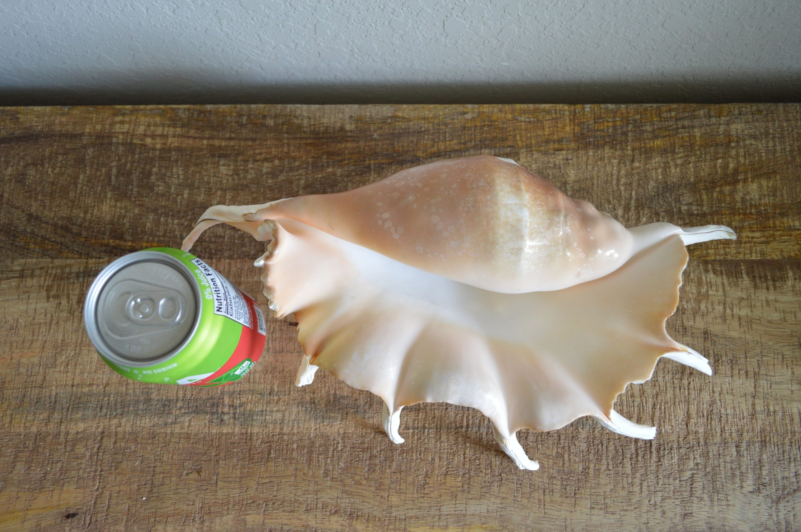 LAMBIS SPIDER CONCH Shells 12-15" *You Choose Size* Display Seashells - Image 9