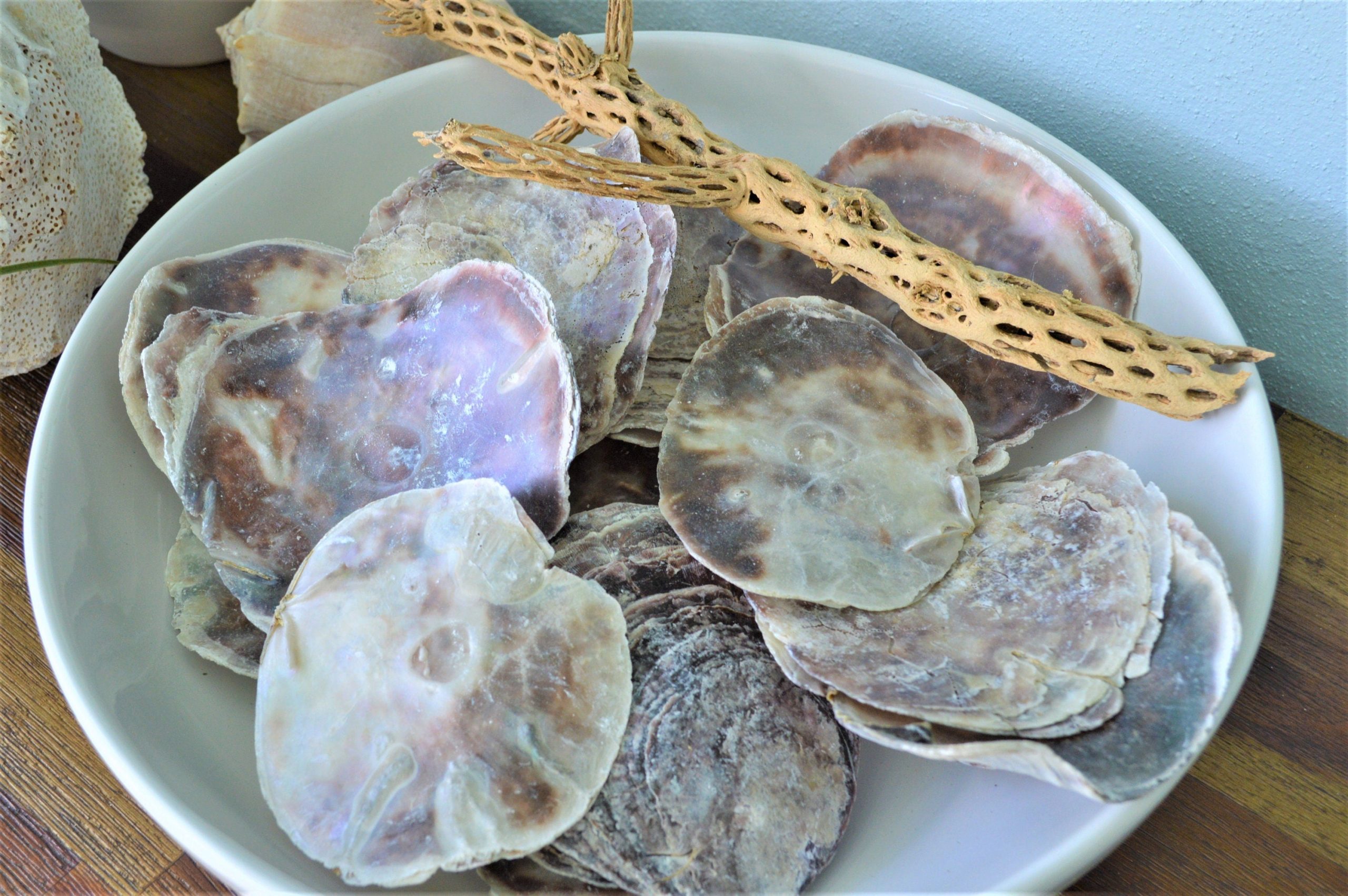SADDLE OYSTER SHELLS 4-6" Natural Purple Color Craft Seashells Coastal Beach Décor - Image 2