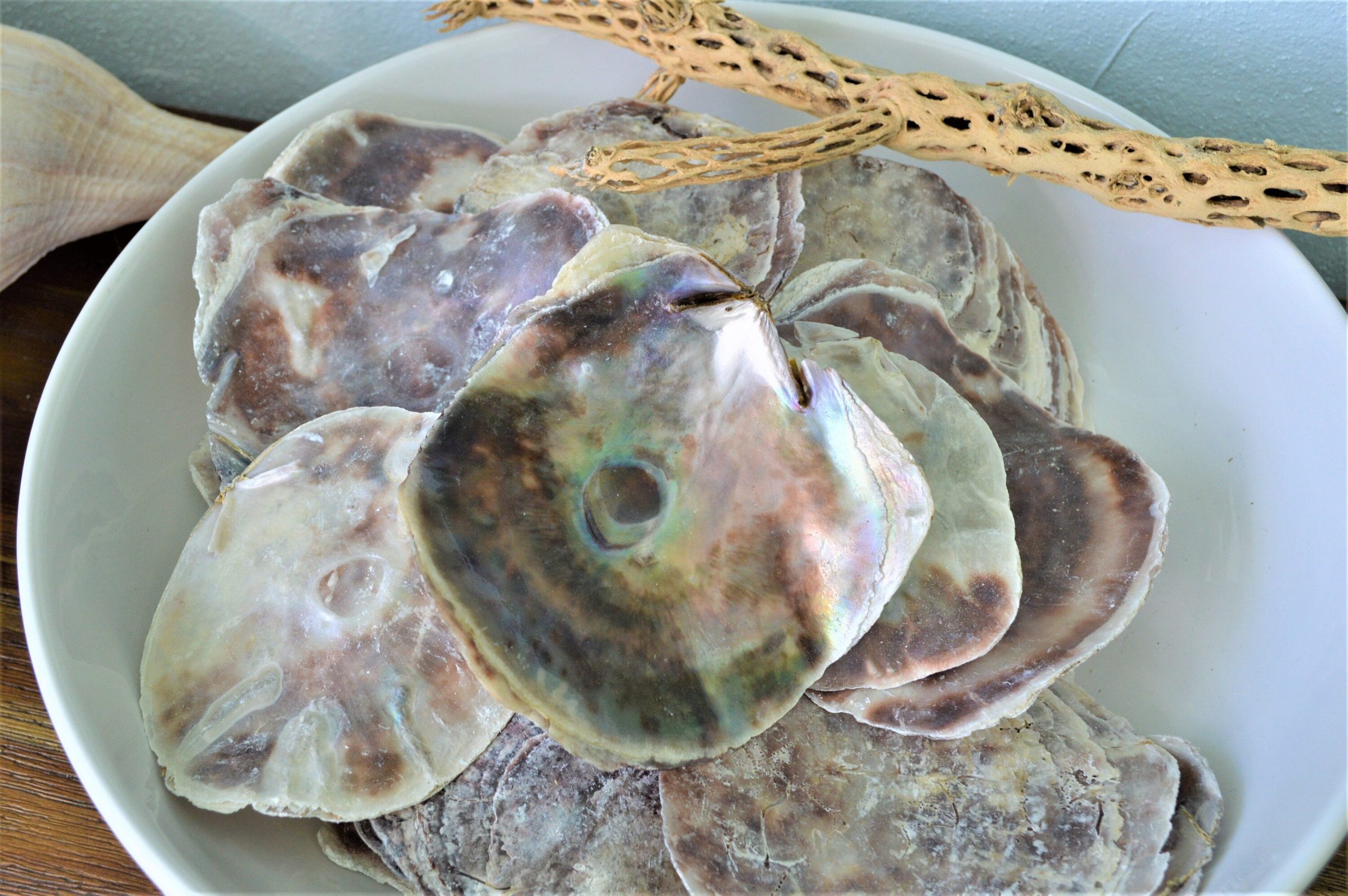 SADDLE OYSTER SHELLS 4-6" Natural Purple Color Craft Seashells Coastal Beach Décor - Image 3