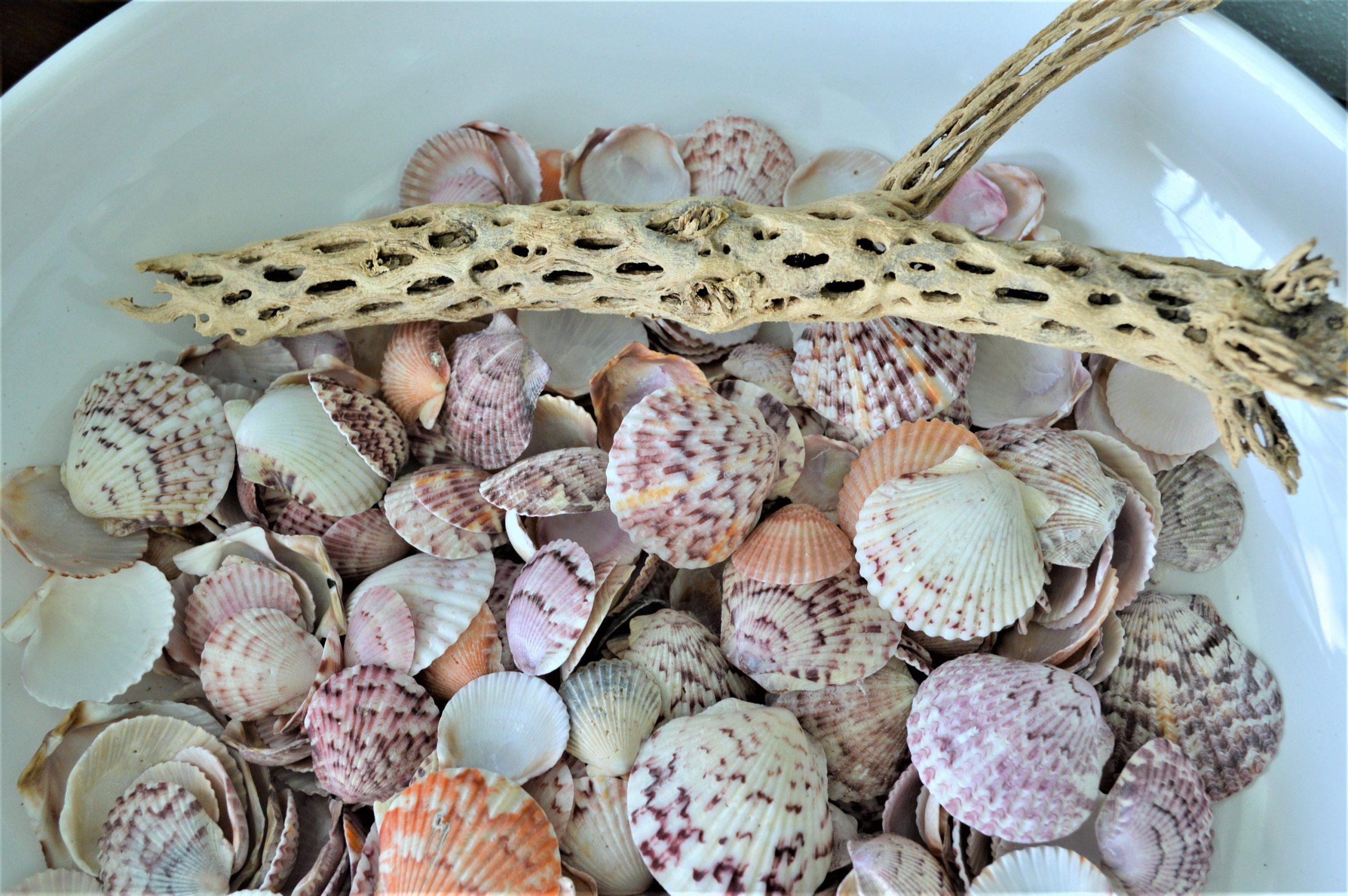 Calico Scallop Shells (.5-2") *You Choose Size & Quantity* Colorful Craft Seashells - Image 3