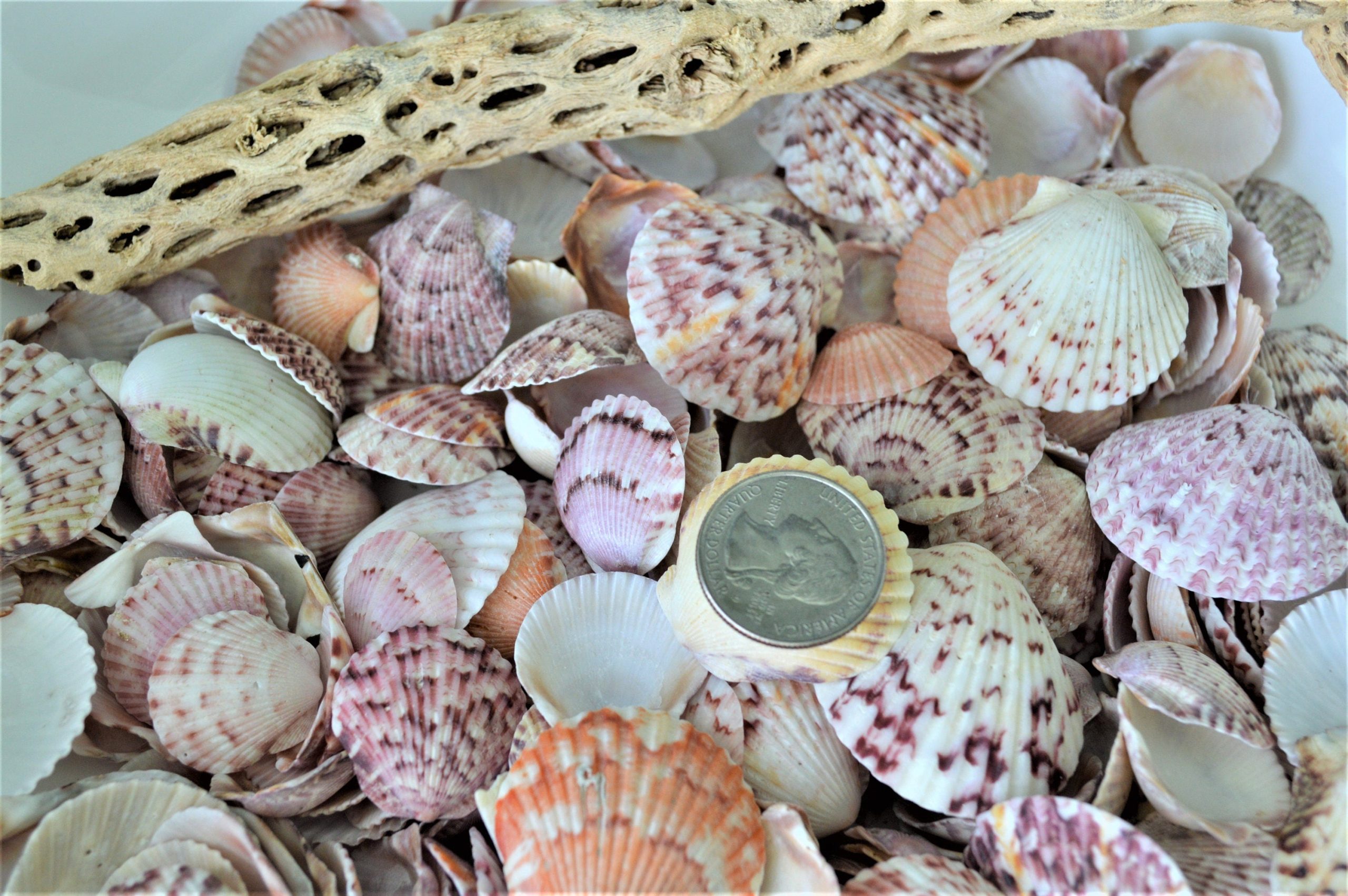 Calico Scallop Shells (.5-2") *You Choose Size & Quantity* Colorful Craft Seashells - Image 4