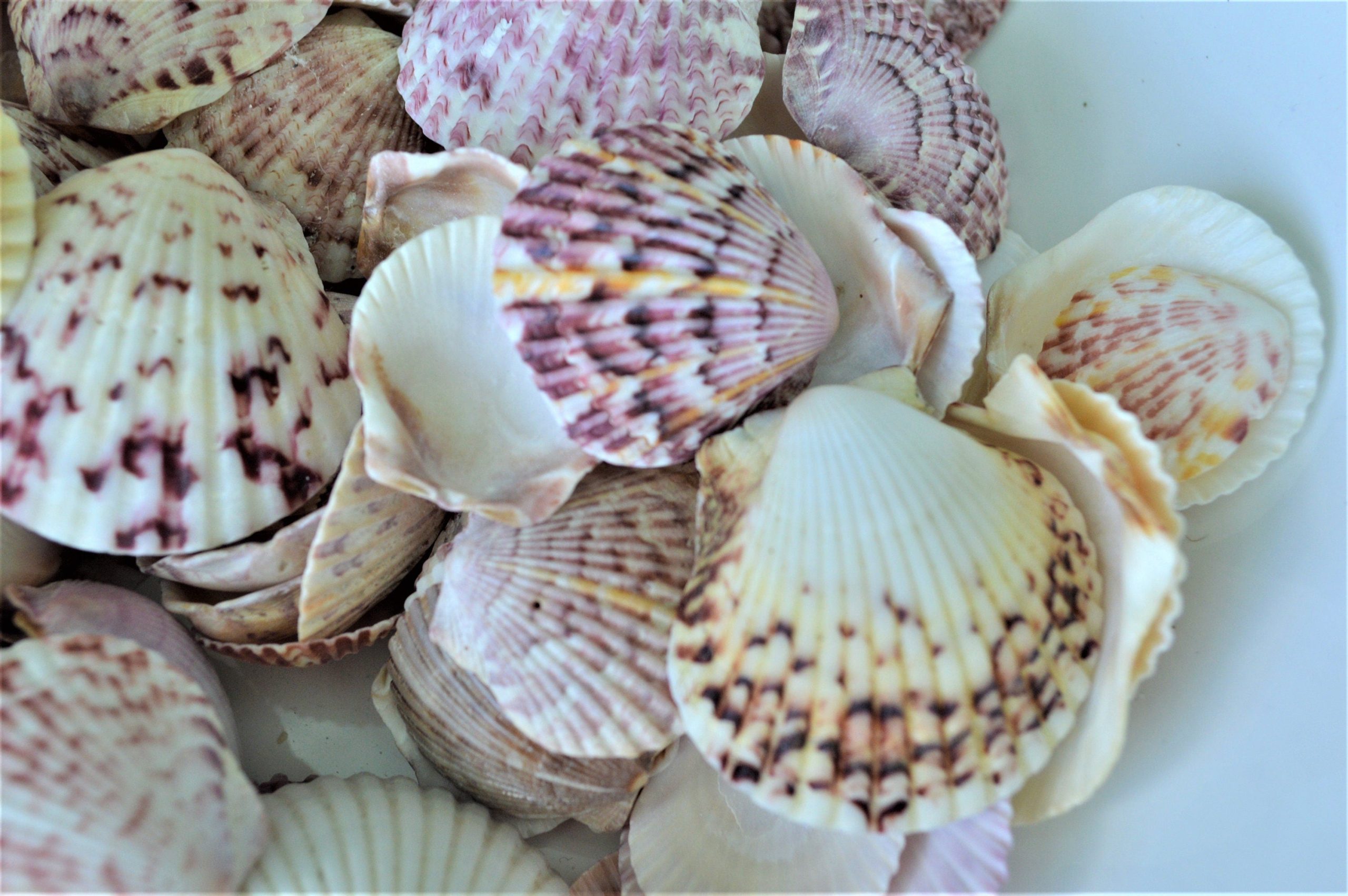 Calico Scallop Shells (.5-2") *You Choose Size & Quantity* Colorful Craft Seashells - Image 5