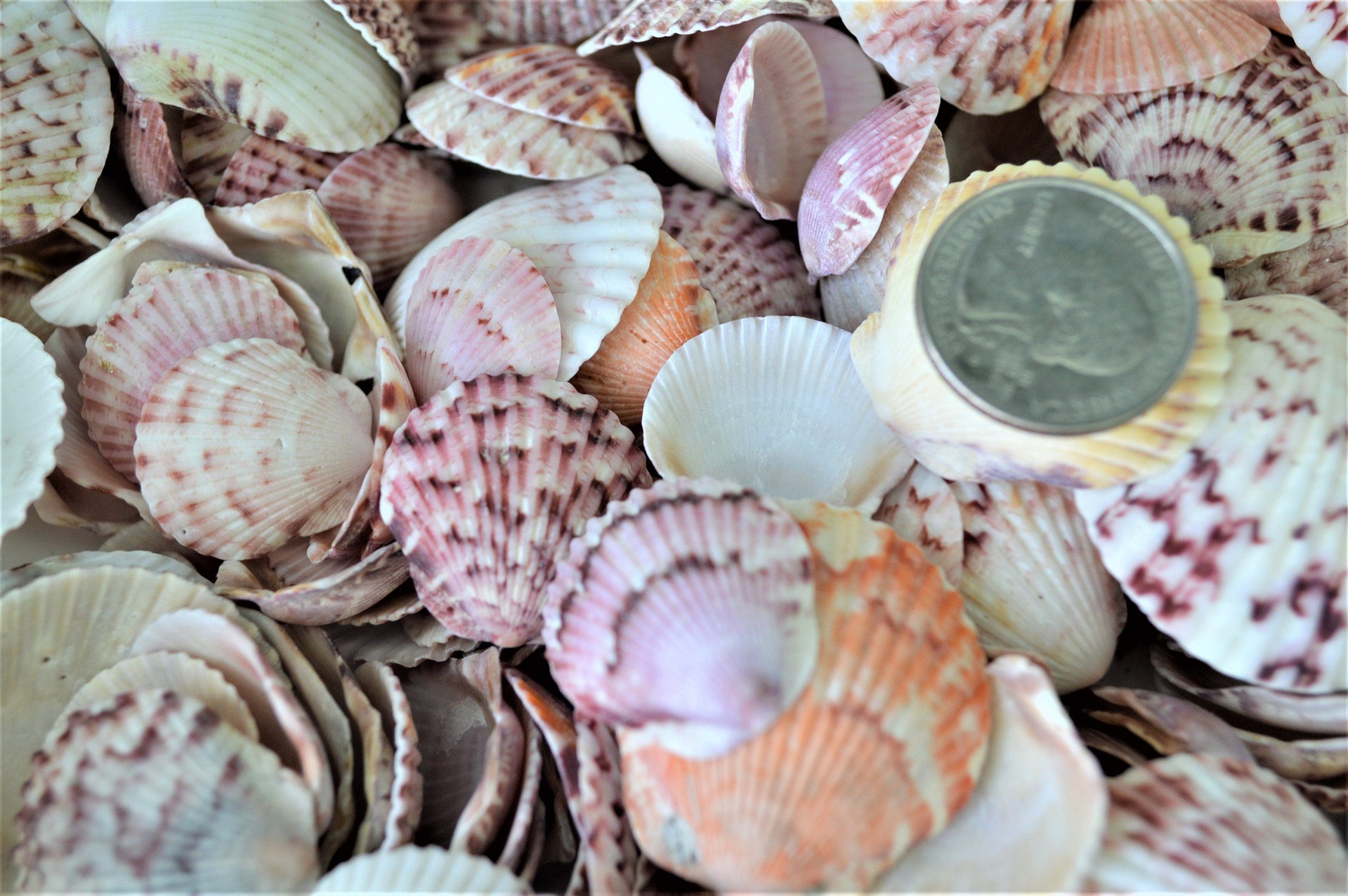 Calico Scallop Shells (.5-2") *You Choose Size & Quantity* Colorful Craft Seashells - Image 6