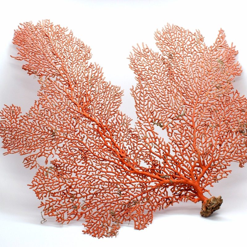 Natural Dried Sea Fan, 10-25" You Choose Size: Coastal Beach Décor