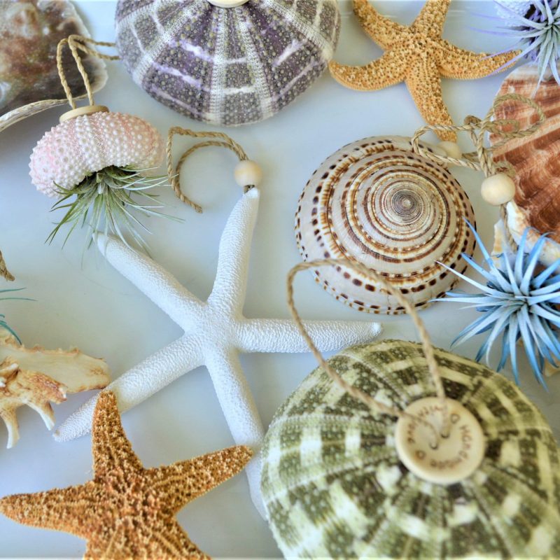 Seashell Ornaments *You choose Type and quantity* Starfish Sea Shell Urchins Beach Coastal Party
