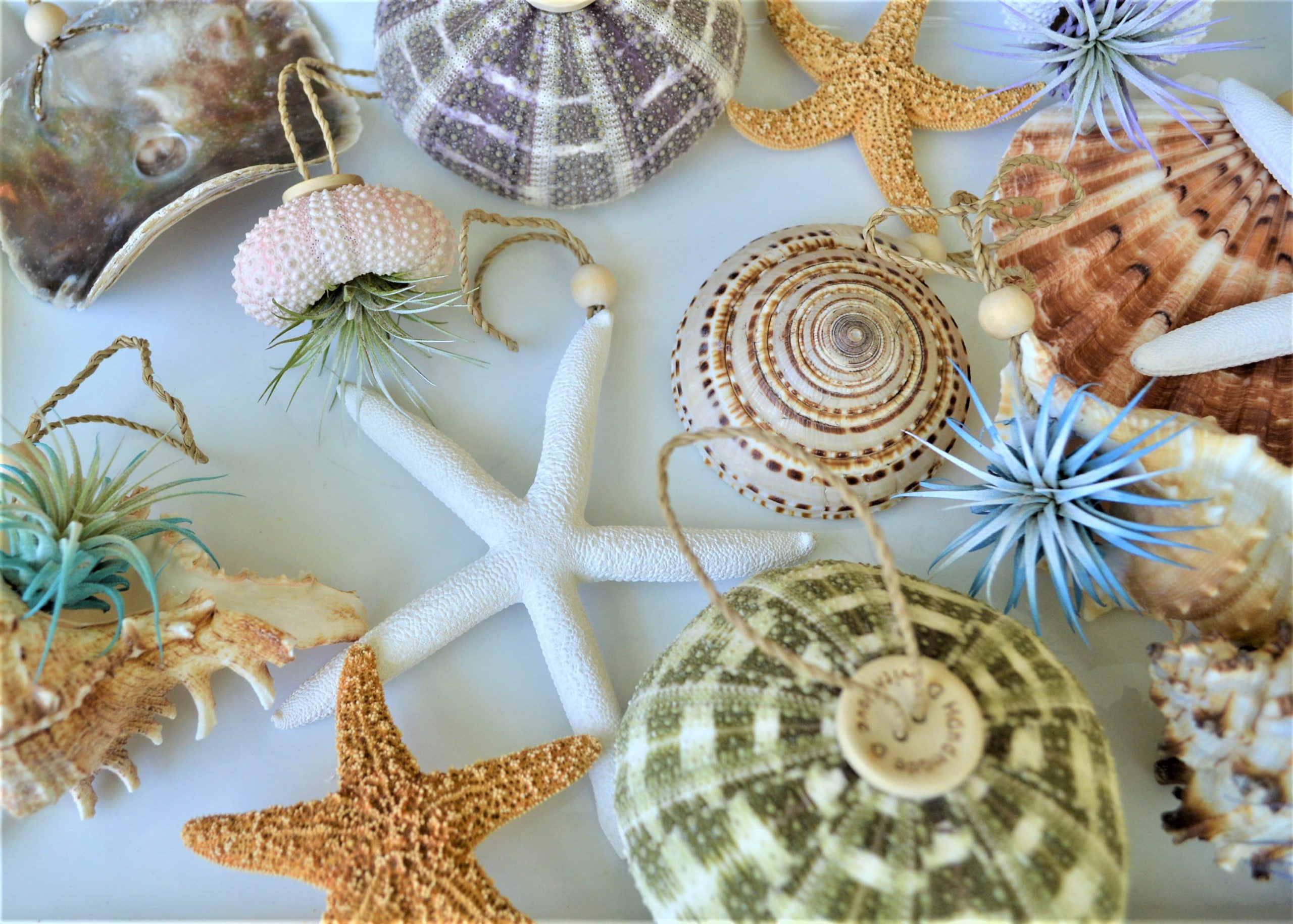 Seashell Ornaments *You choose Type and quantity* Starfish Sea Shell Urchins Beach Coastal Party