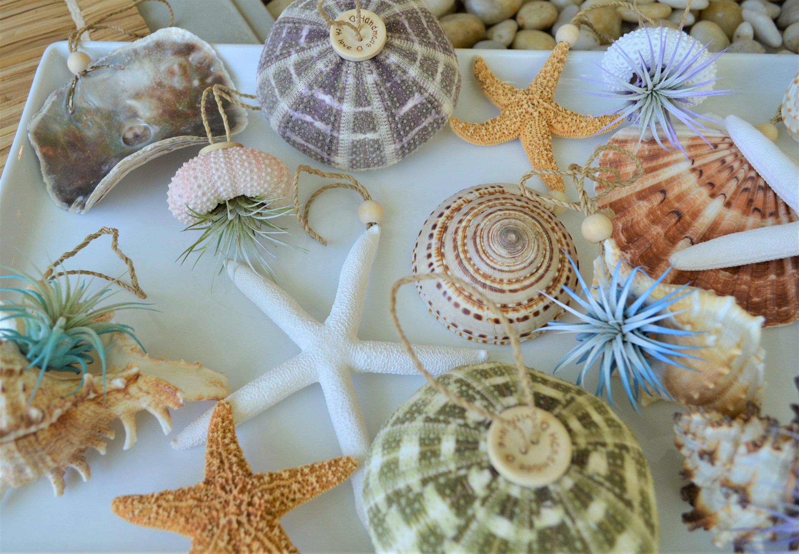 Seashell Ornaments *You choose Type and quantity* Starfish Sea Shell Urchins Beach Coastal Party - Image 7