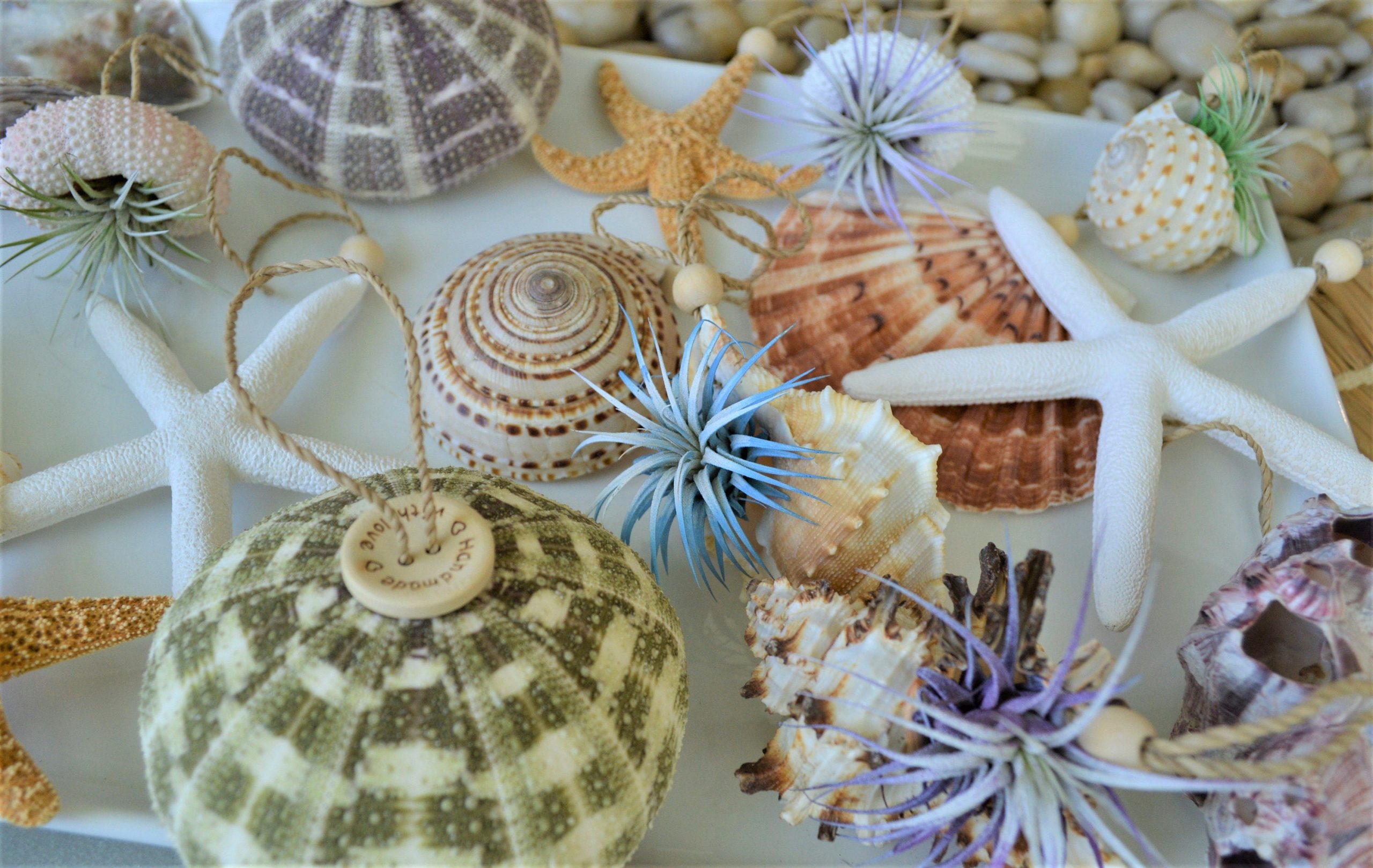 Seashell Ornaments *You choose Type and quantity* Starfish Sea Shell Urchins Beach Coastal Party - Image 6