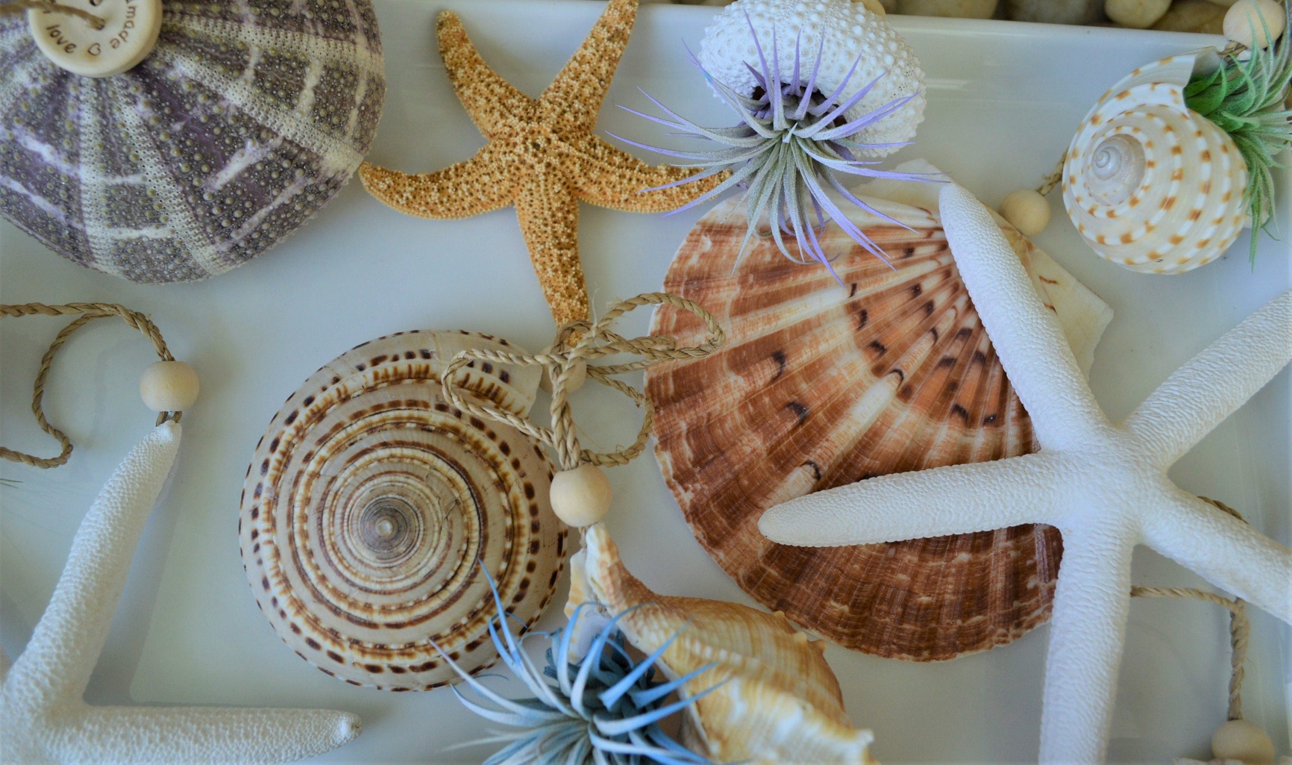 Seashell Ornaments *You choose Type and quantity* Starfish Sea Shell Urchins Beach Coastal Party - Image 9