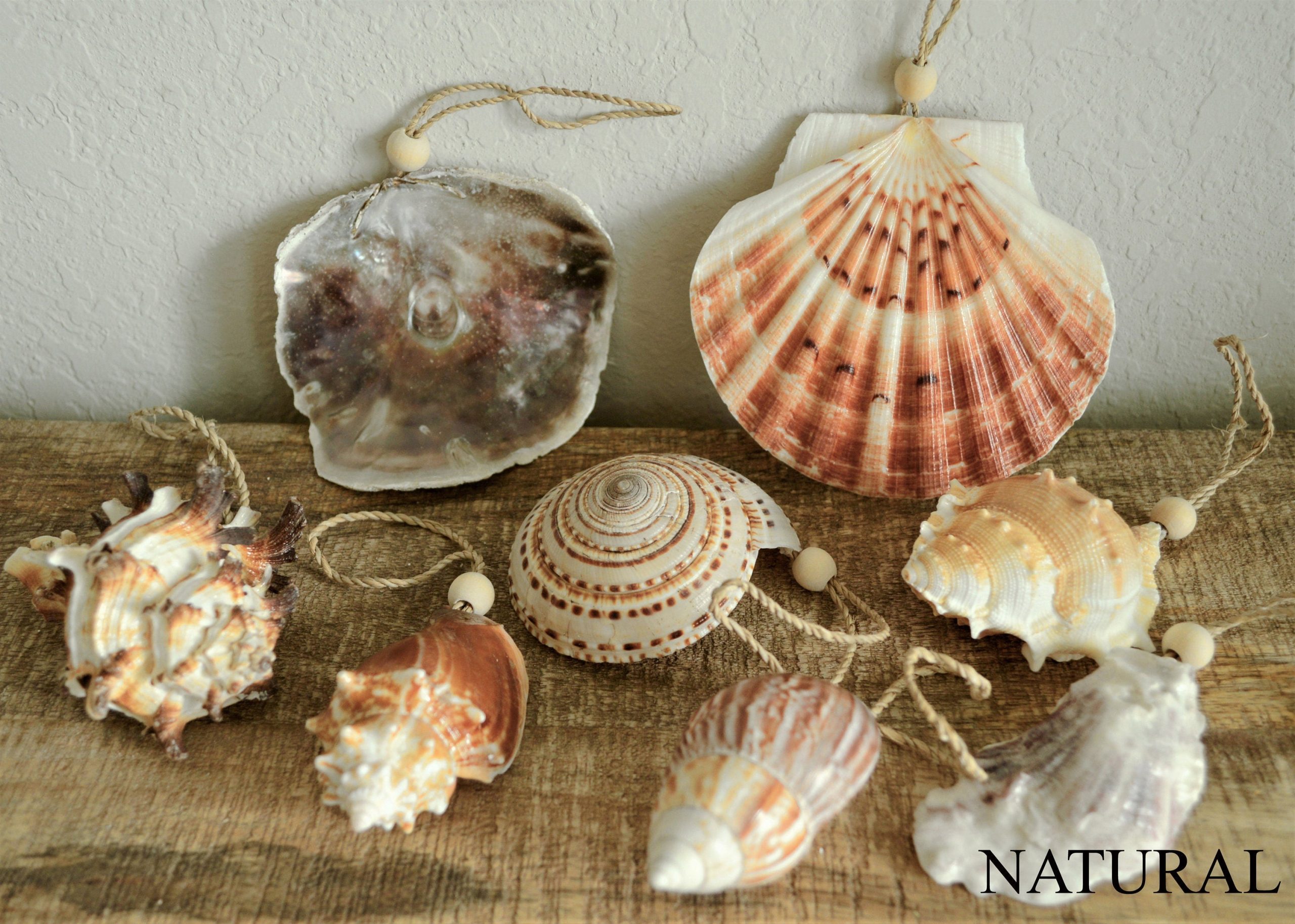 Seashell Ornaments *You choose Type and Quantity* Starfish Sea Shell Urchins Beach Coastal Party - Image 5