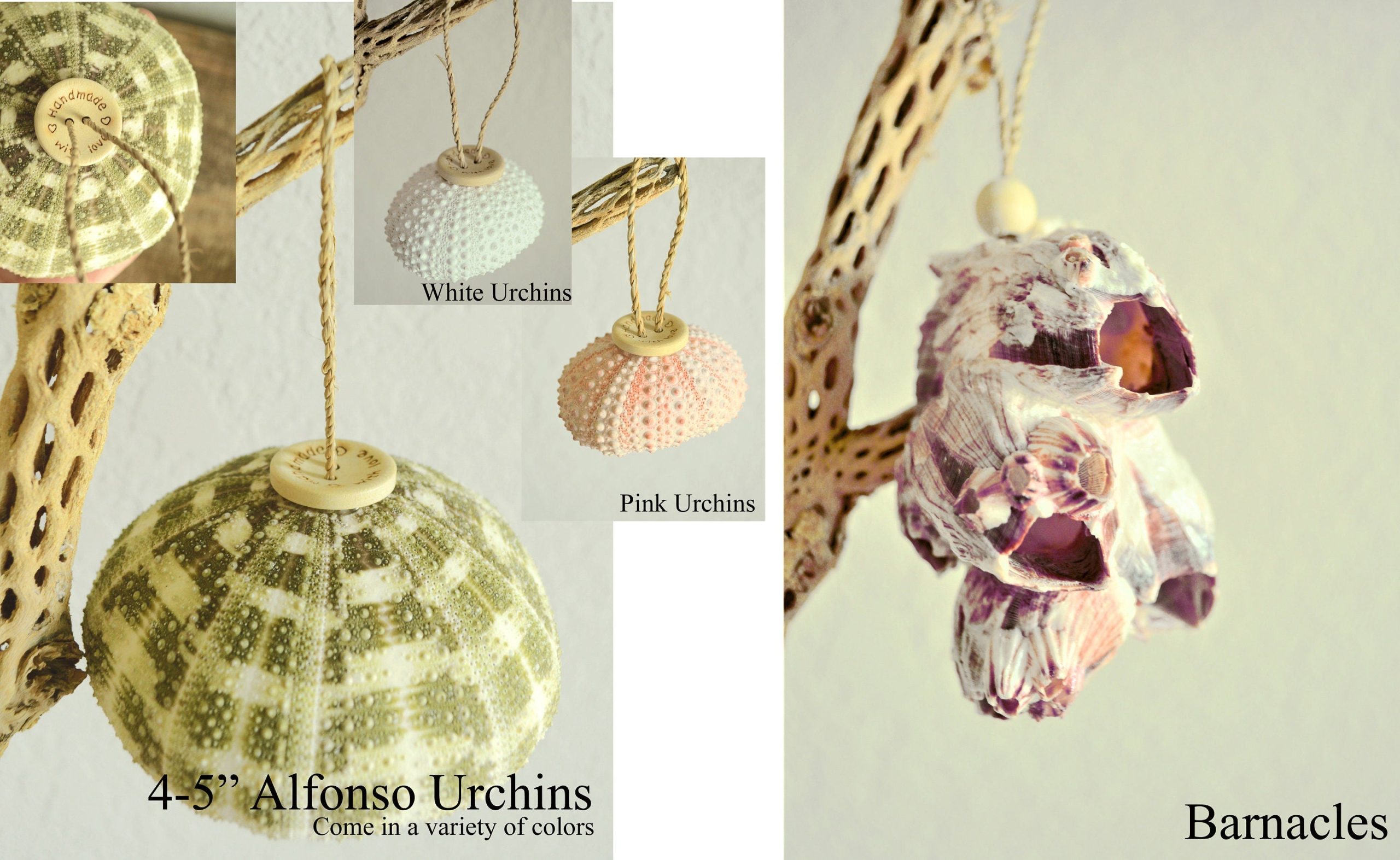 Seashell Ornaments *You choose Type and Quantity* Starfish Sea Shell Urchins Beach Coastal Party - Image 7