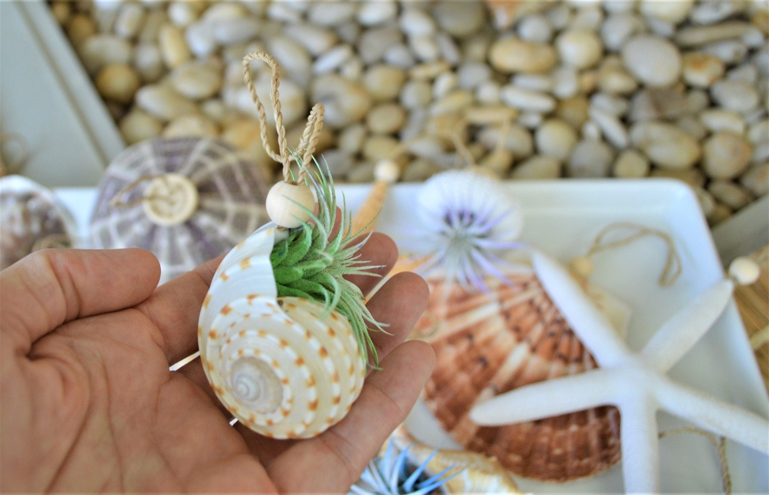 Seashell Ornaments *You choose Type and quantity* Starfish Sea Shell Urchins Beach Coastal Party - Image 3