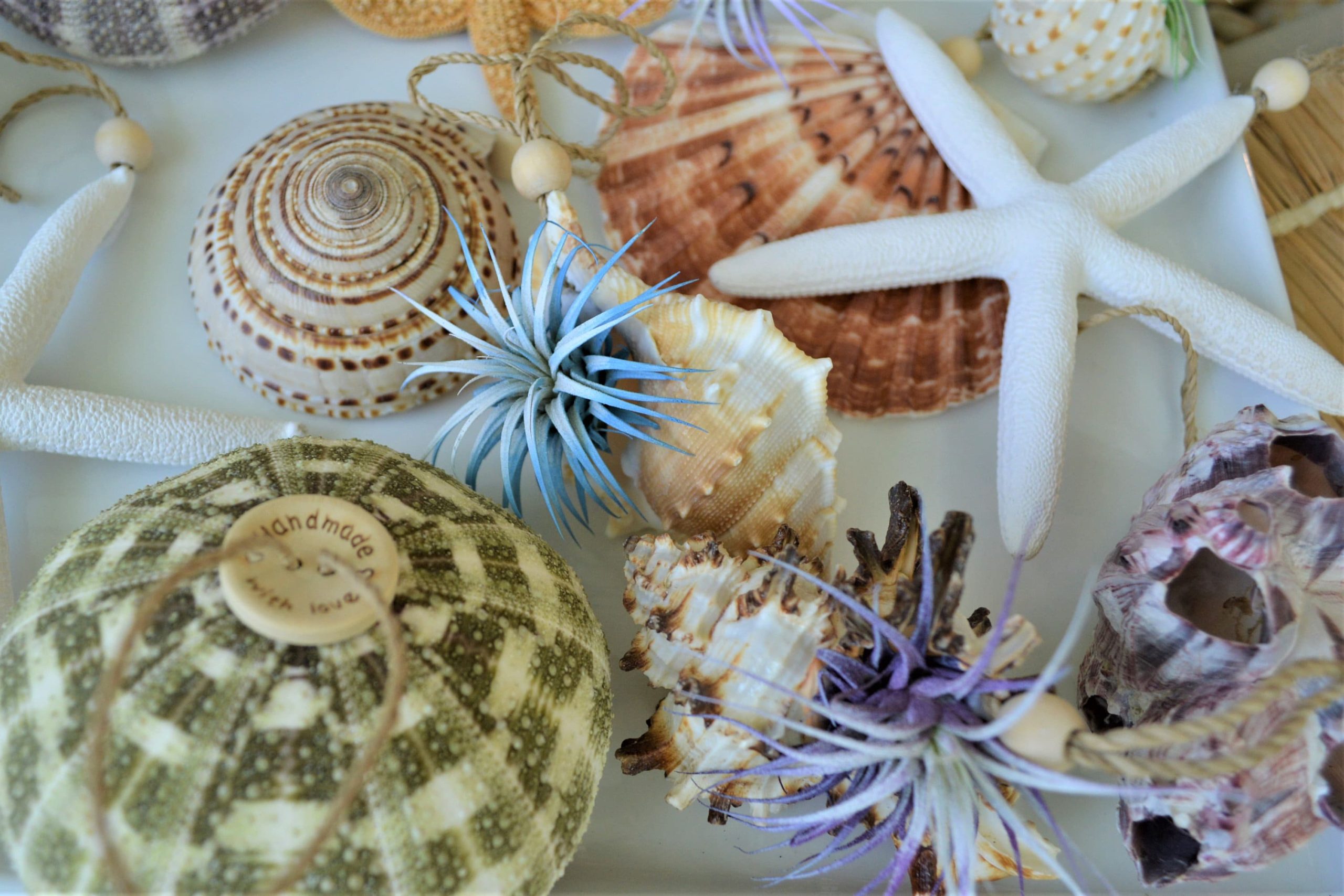 Seashell Ornaments *You choose Type and quantity* Starfish Sea Shell Urchins Beach Coastal Party - Image 8