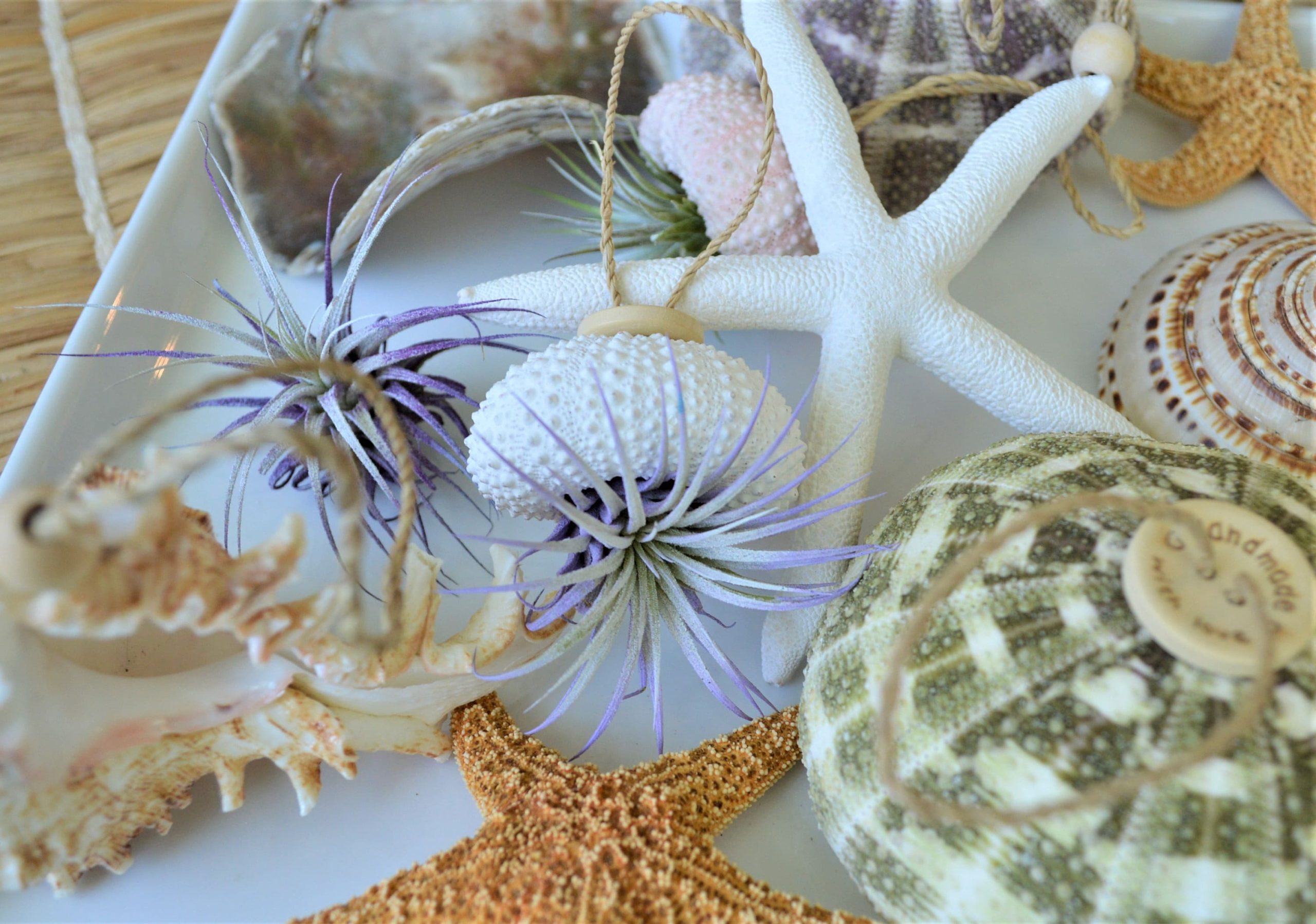 Seashell Ornaments *You choose Type and quantity* Starfish Sea Shell Urchins Beach Coastal Party - Image 10