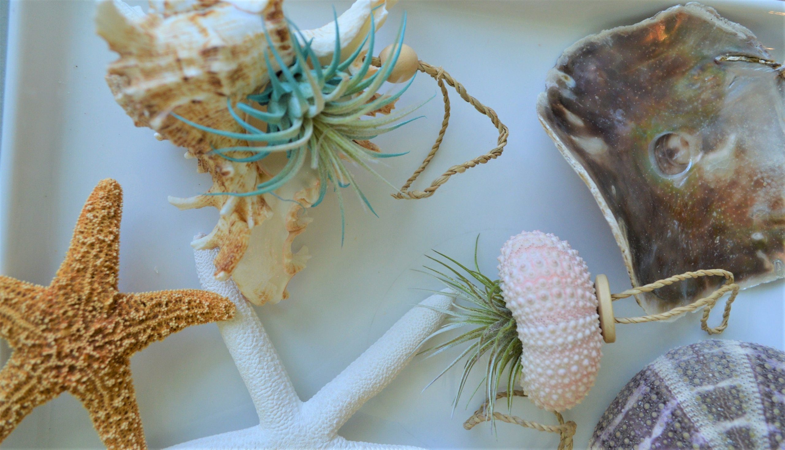 Seashell Ornaments *You choose Type and quantity* Starfish Sea Shell Urchins Beach Coastal Party - Image 4