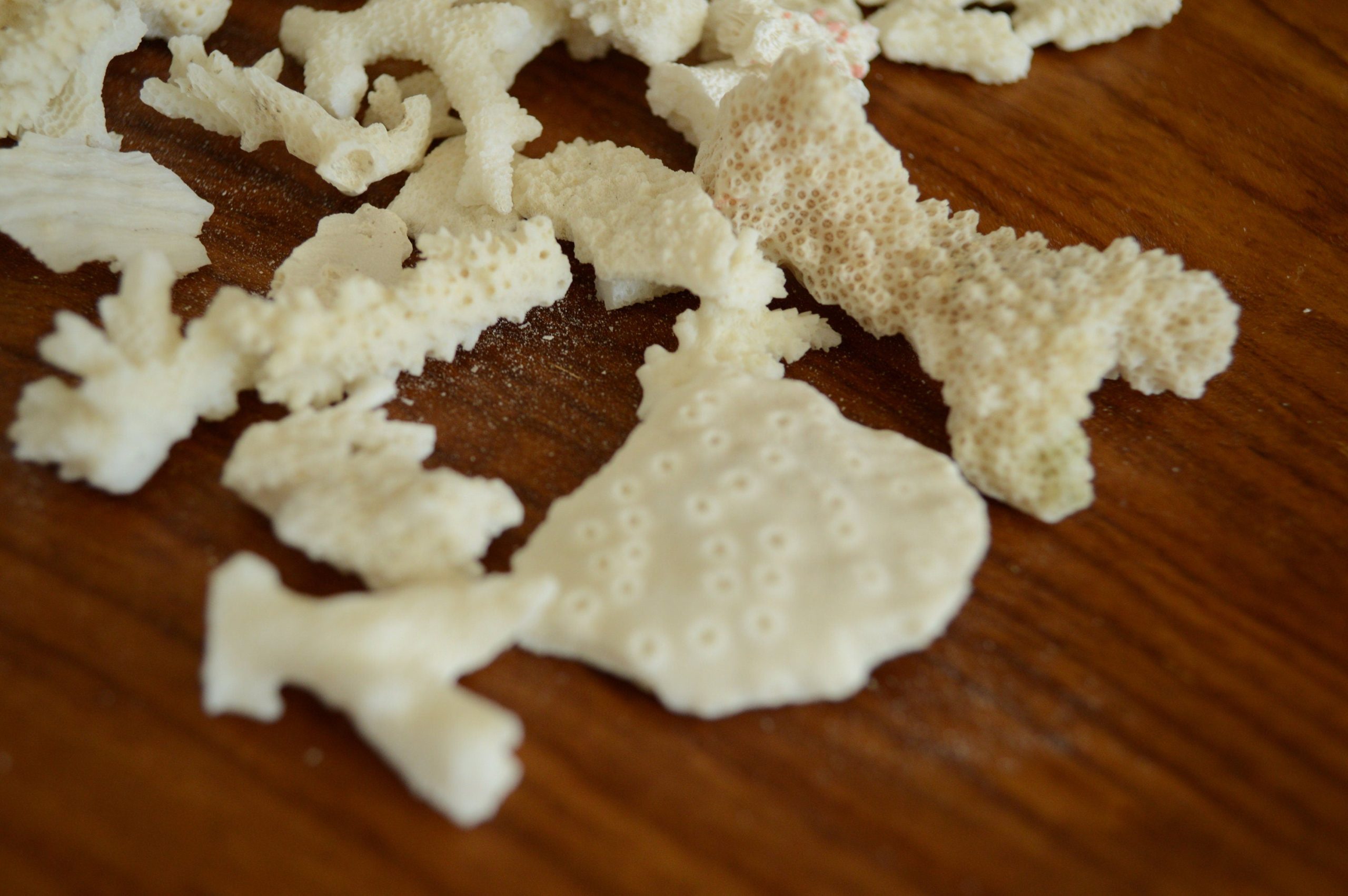 Real Ocean Coral Pieces: 2-4" Coastal Beach Décor, Craft - Image 4