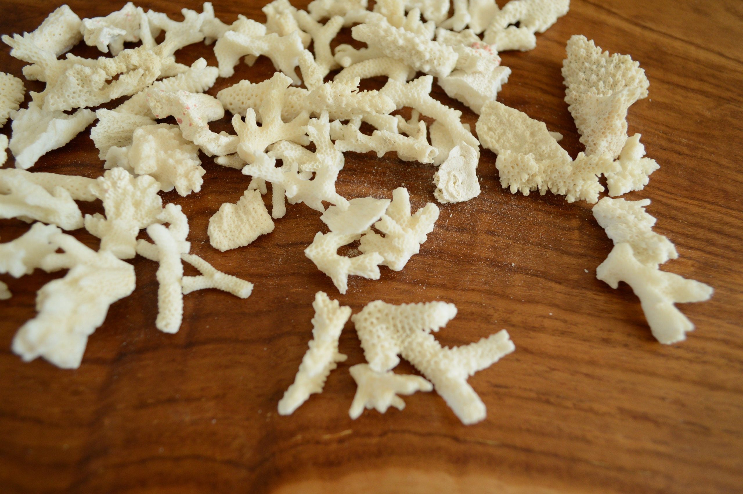 Real Ocean Coral Pieces: 2-4" Coastal Beach Décor, Craft - Image 3