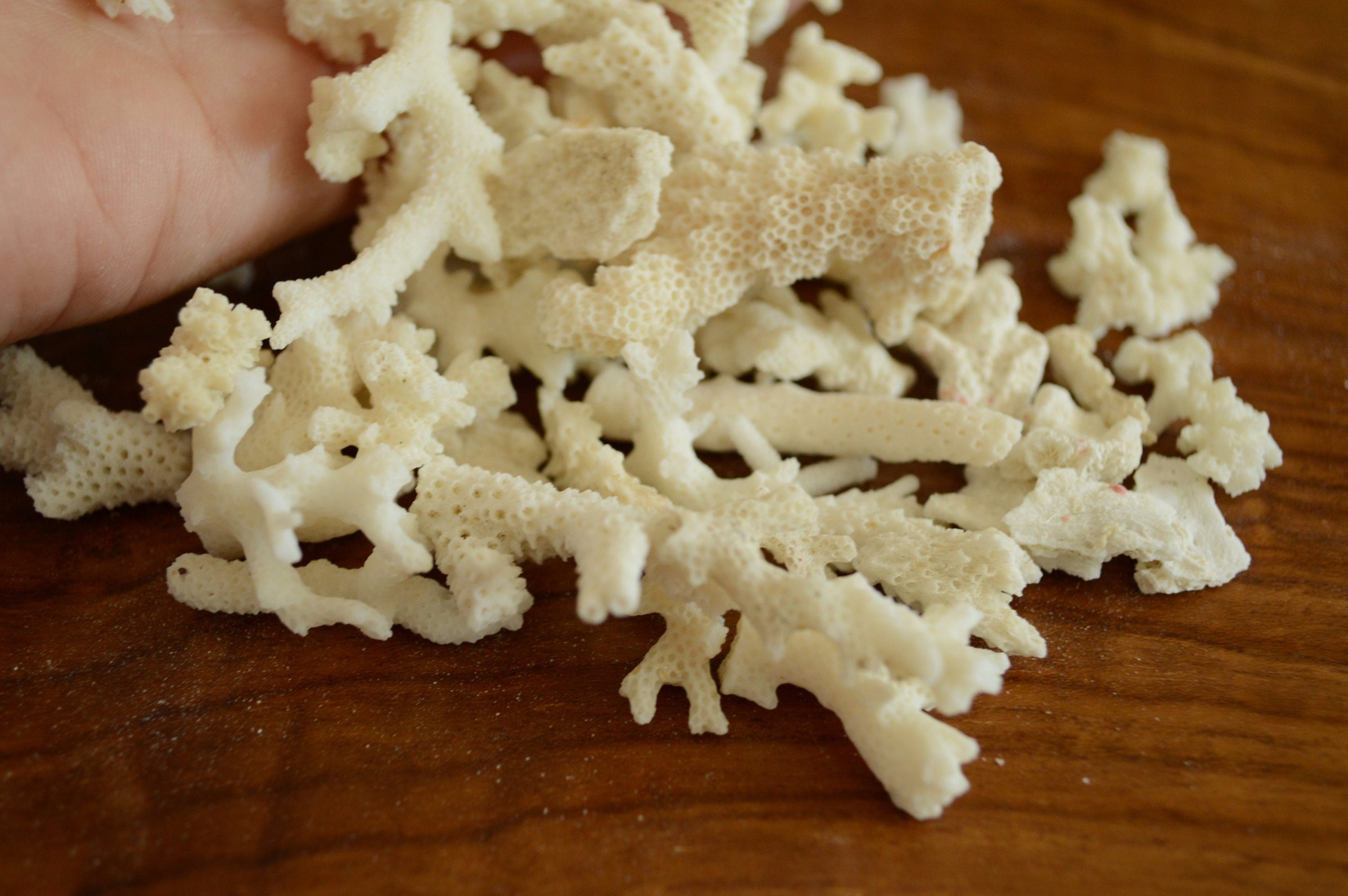 Real Ocean Coral Pieces: 2-4" Coastal Beach Décor, Craft - Image 7