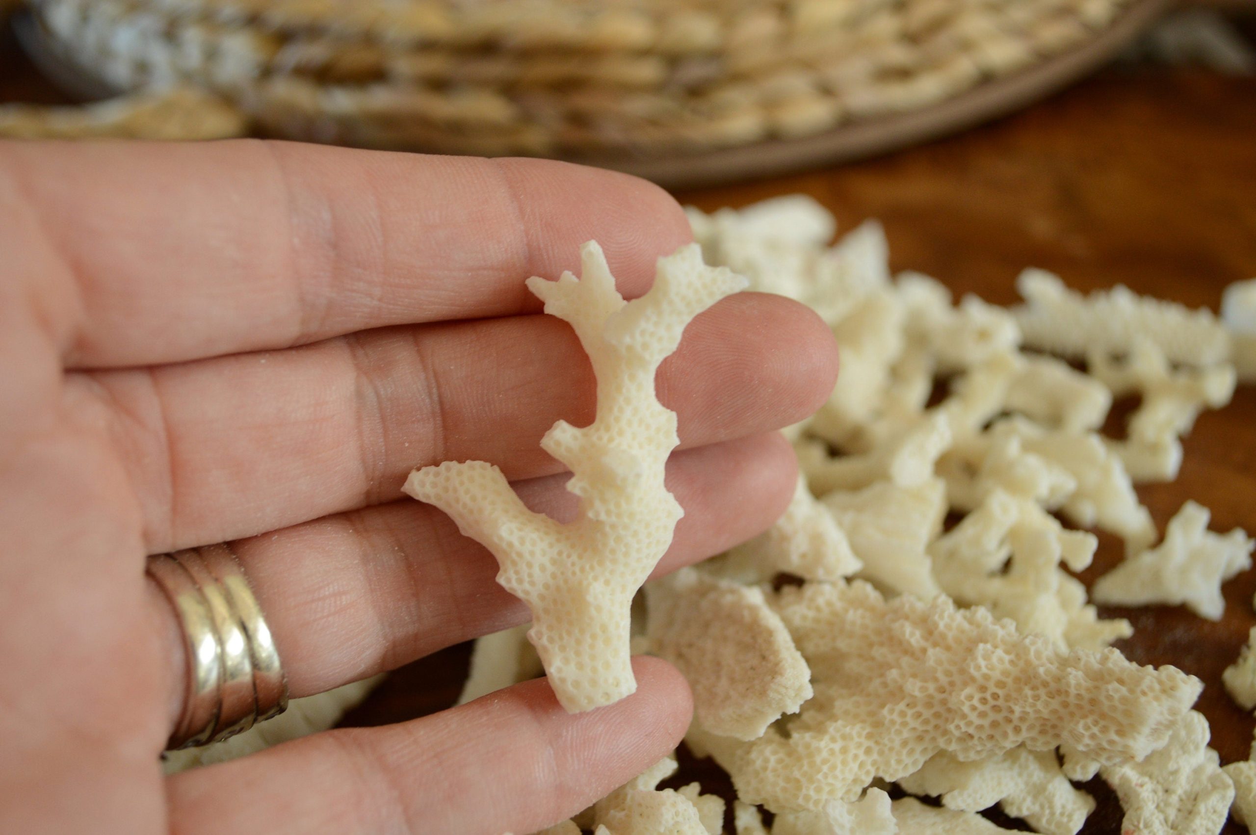 Real Ocean Coral Pieces: 2-4" Coastal Beach Décor, Craft - Image 5