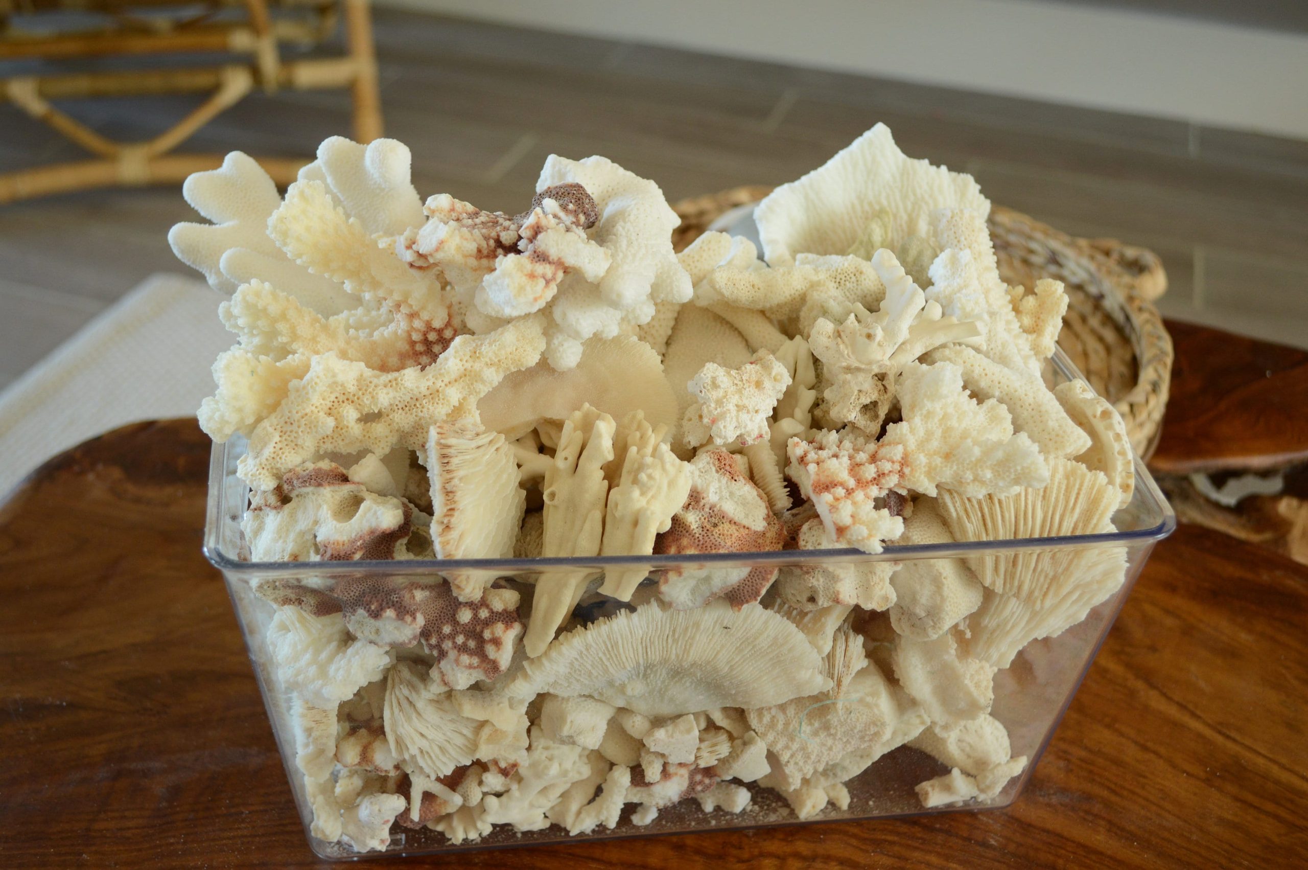 Real Ocean Coral Pieces: 2-4" Coastal Beach Décor, Craft - Image 8