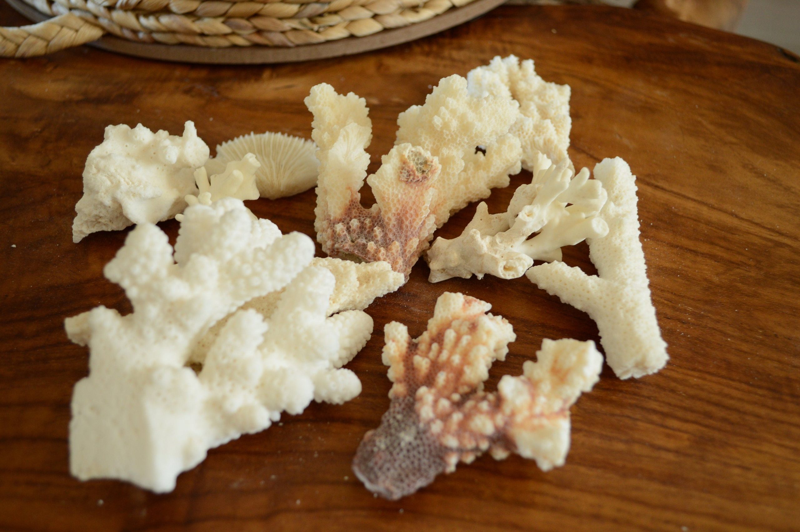 Real Ocean Coral Pieces: 2-4" Coastal Beach Décor, Craft - Image 2