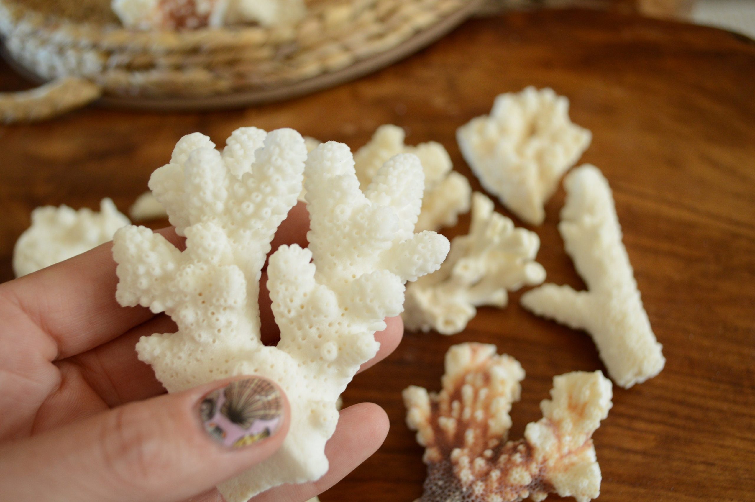 Real Ocean Coral Pieces: 2-4" Coastal Beach Décor, Craft
