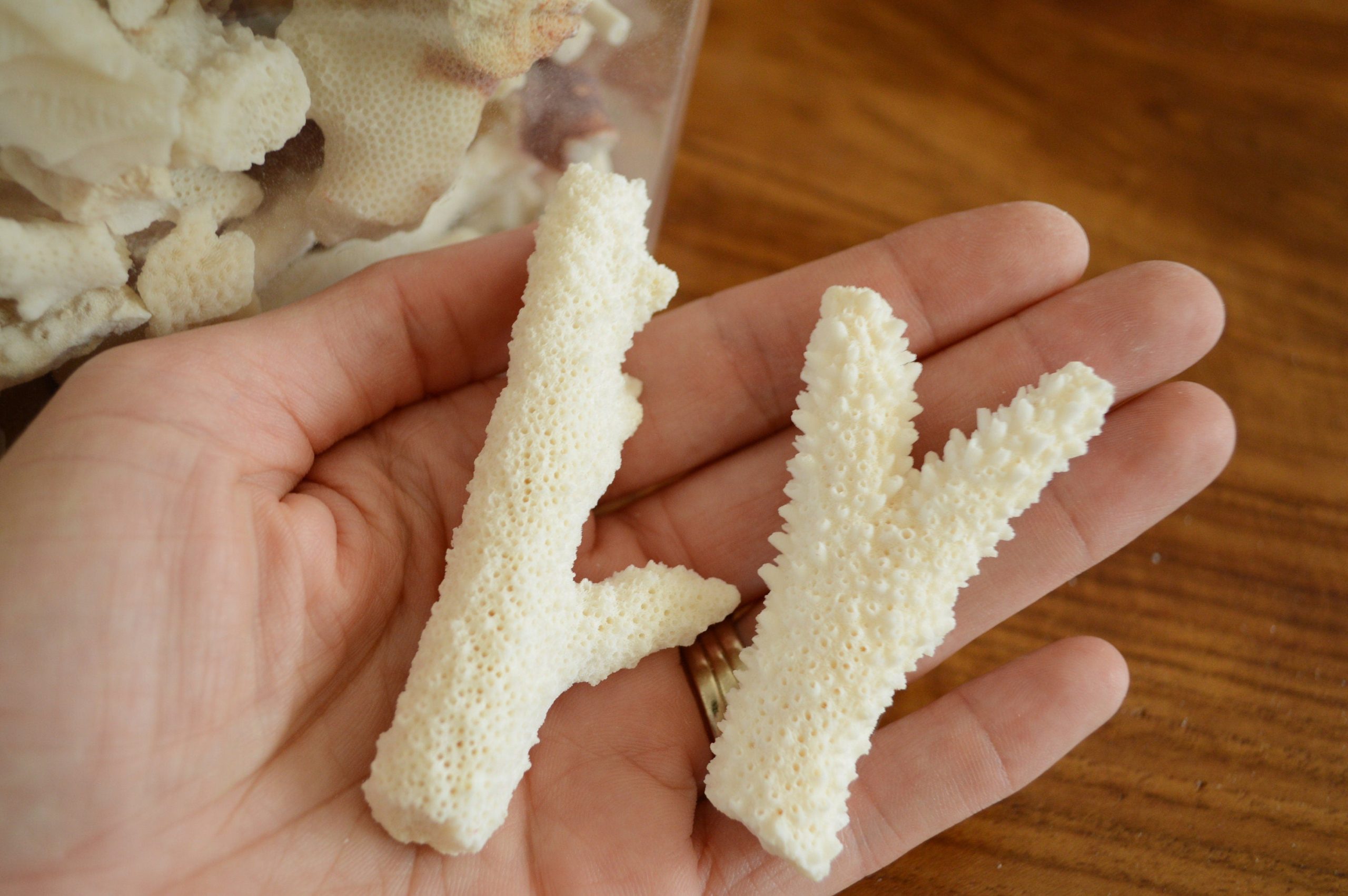 Real Ocean Coral Pieces: 2-4" Coastal Beach Décor, Craft - Image 10