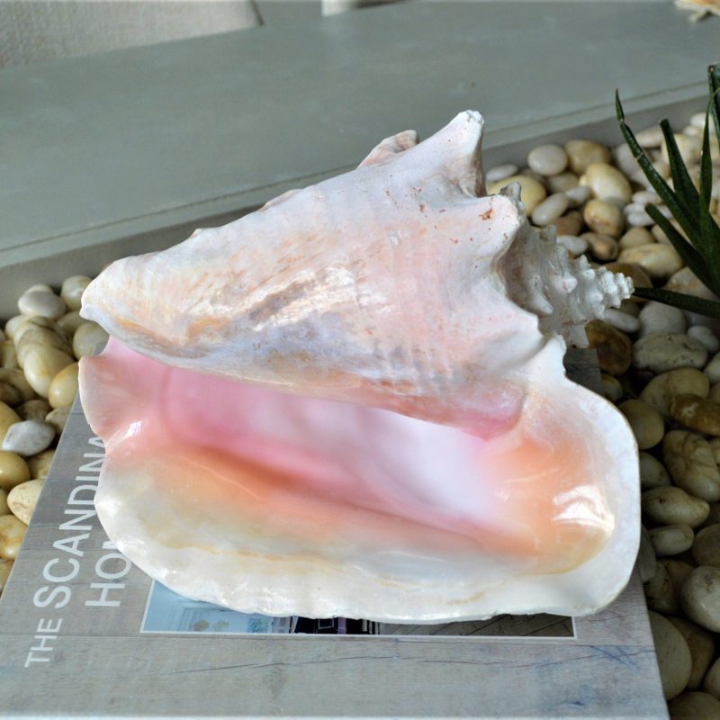 BAHAMA PINK CONCH Shell *All Sizes* Natural Upcycled Sustainable Display Seashell Coastal Décor