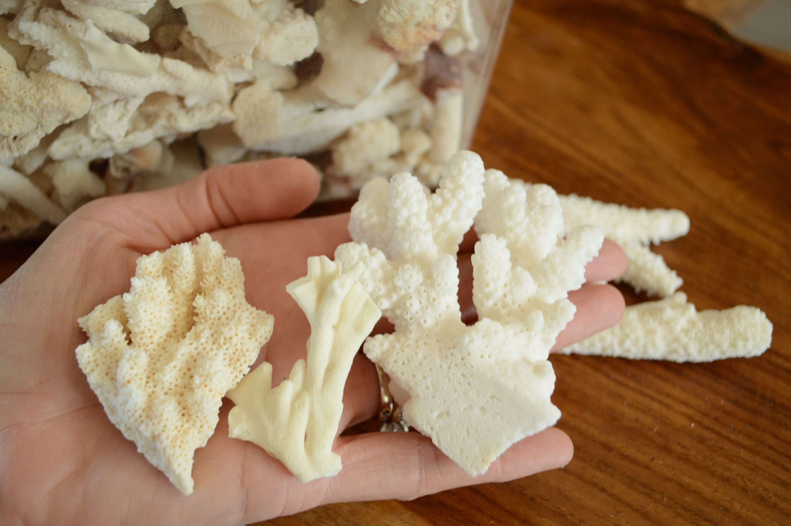 Real Ocean Coral Pieces: 2-4" Coastal Beach Décor, Craft - Image 9