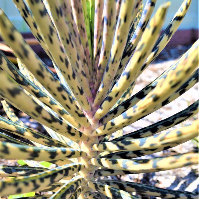 Mother Of Millions (6" cuttings) Kalanchoe tubiflora) Chandelier plant, succulent, Green Blue Purple Color Live Succulent Plant or Cutting