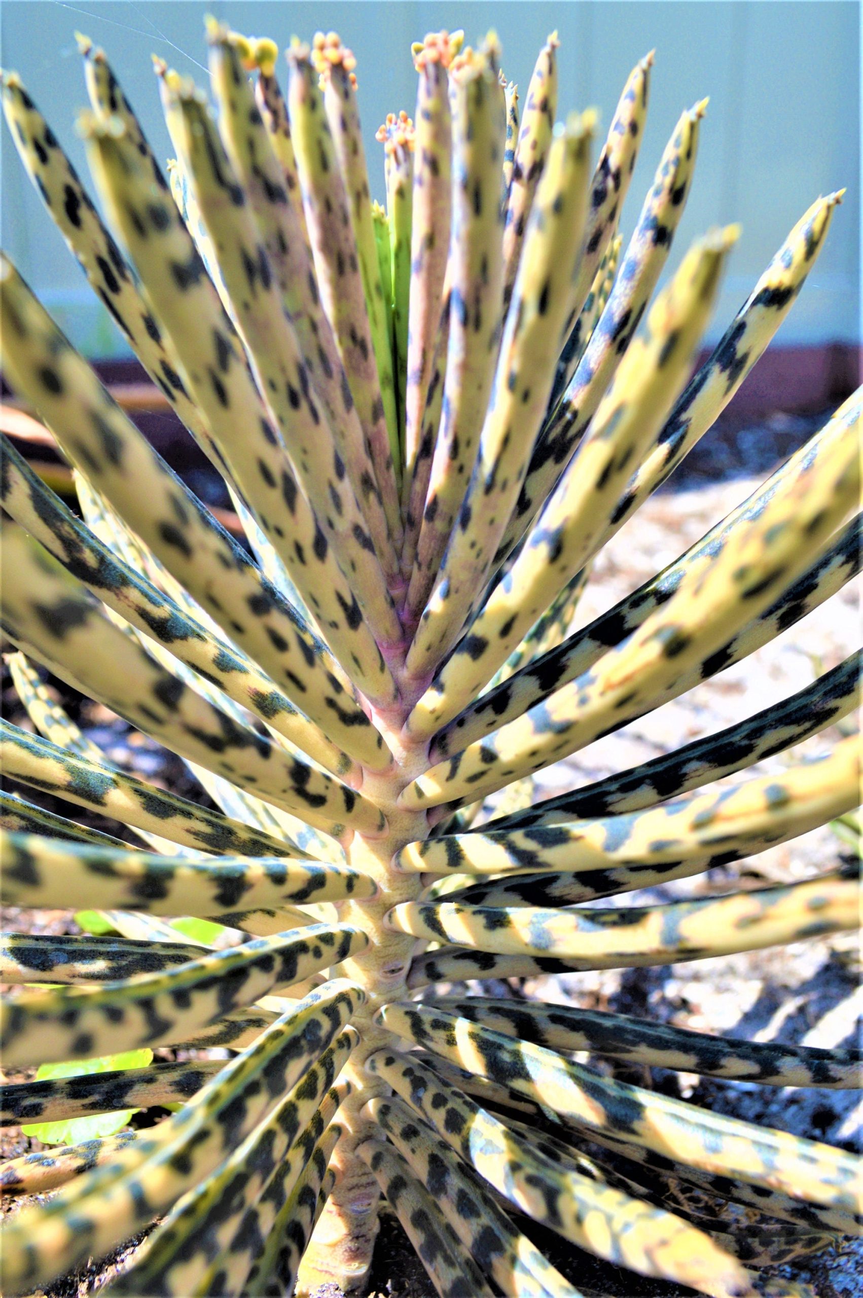 Mother Of Millions (6" cuttings) Kalanchoe tubiflora) Chandelier plant, succulent, Green Blue Purple Color Live Succulent Plant or Cutting