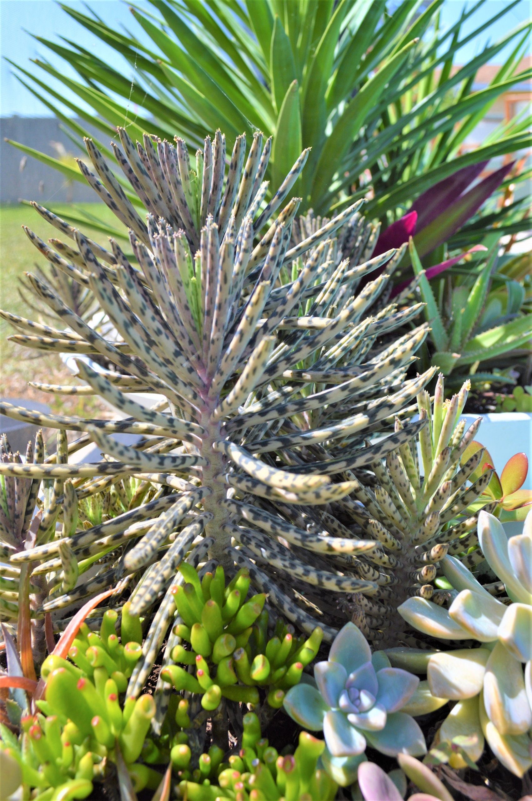 Mother Of Millions (6" cuttings) Kalanchoe tubiflora) Chandelier plant, succulent, Green Blue Purple Color Live Succulent Plant or Cutting - Image 5