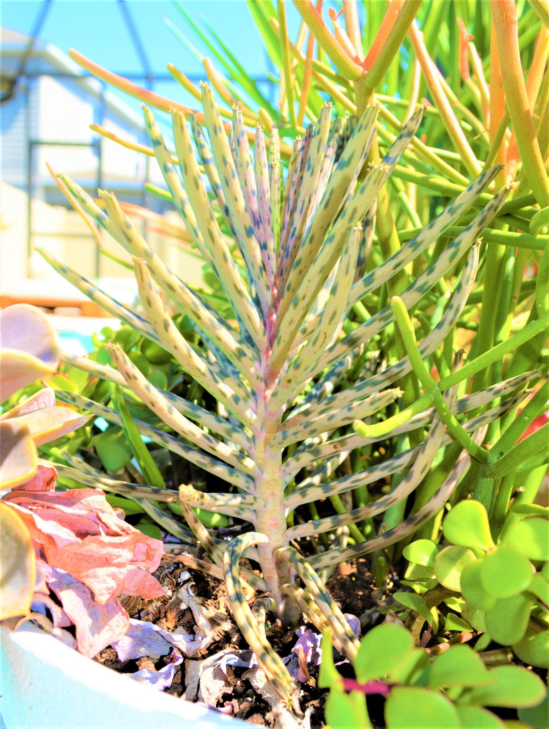 Mother Of Millions (6" cuttings) Kalanchoe tubiflora) Chandelier plant, succulent, Green Blue Purple Color Live Succulent Plant or Cutting - Image 2