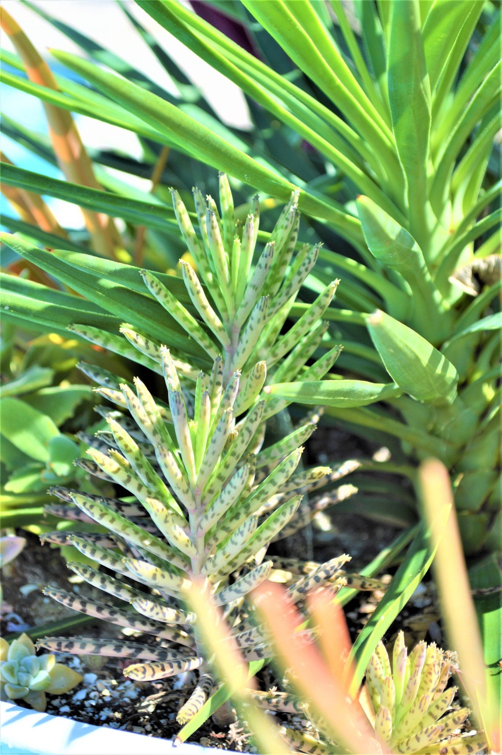 Mother Of Millions (6" cuttings) Kalanchoe tubiflora) Chandelier plant, succulent, Green Blue Purple Color Live Succulent Plant or Cutting - Image 10