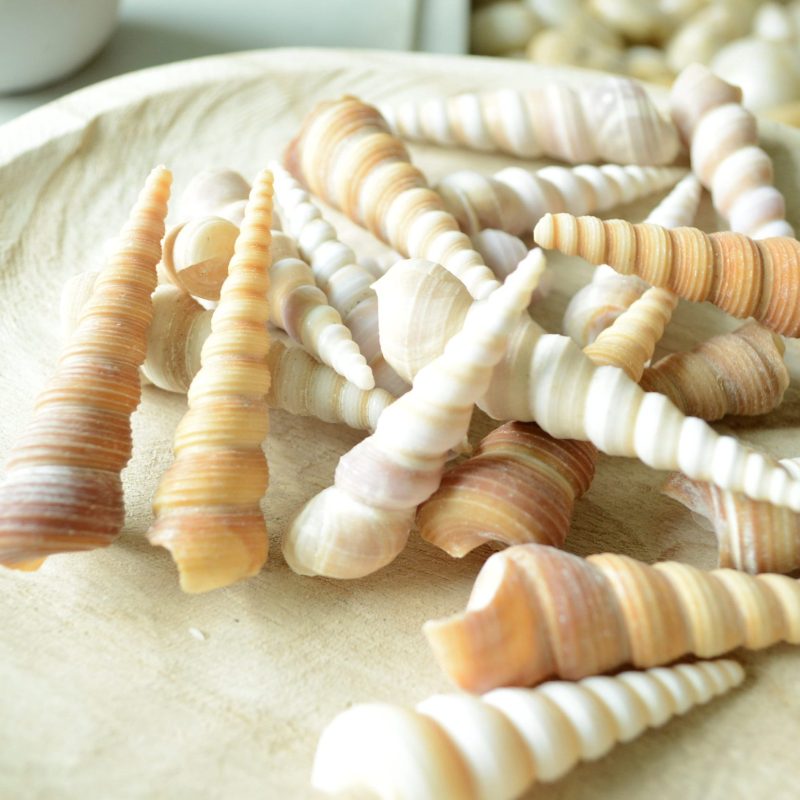 Turritella Unicorn Horn Seashells, 3-4" Large Natural Craft Shells