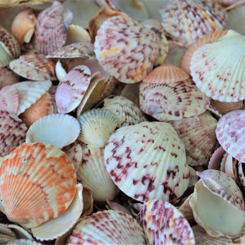 Handpicked Sanibel Captiva Seashell Mix * You choose Weight* Coastal Home Décor