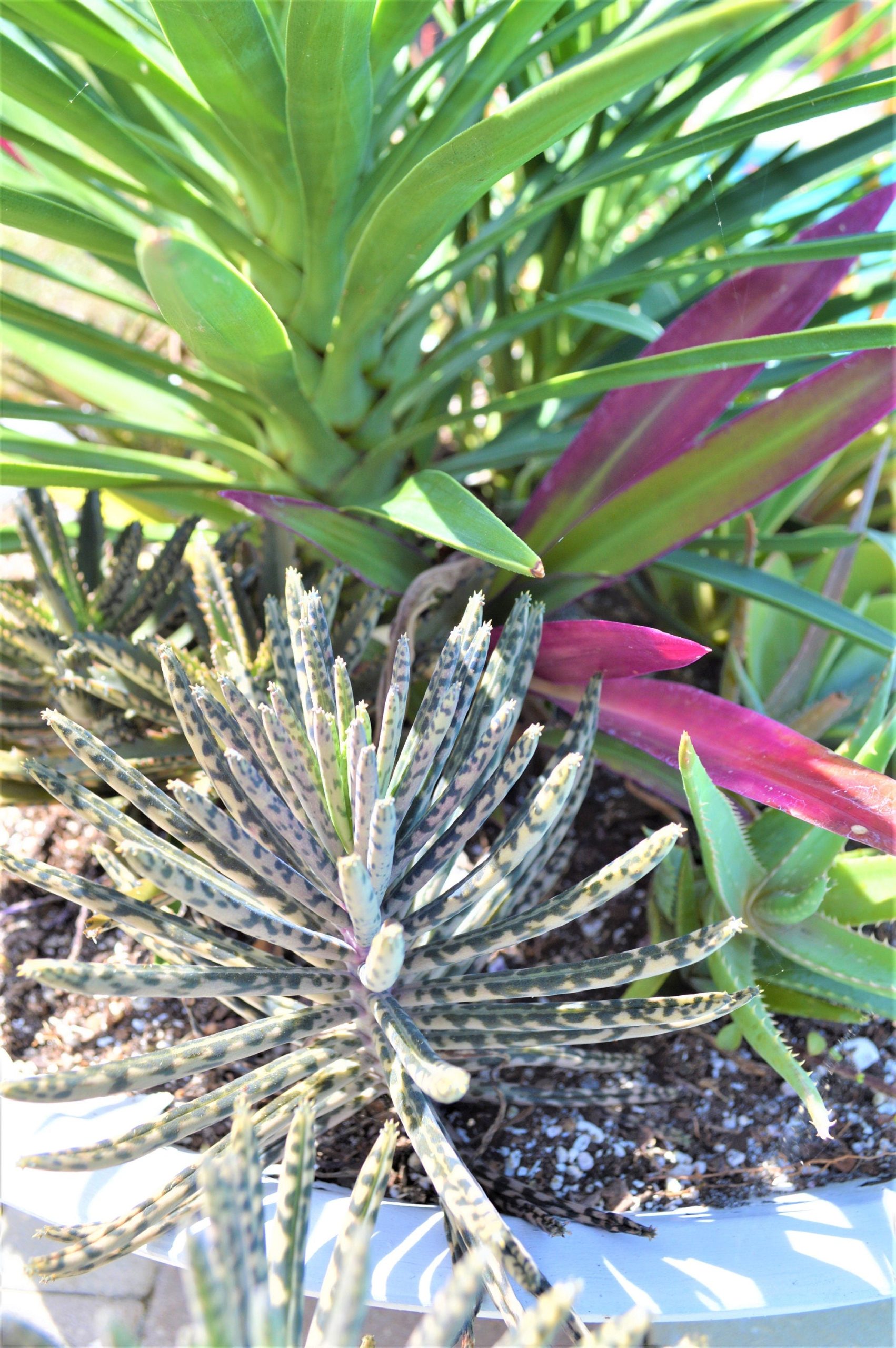 Mother Of Millions (6" cuttings) Kalanchoe tubiflora) Chandelier plant, succulent, Green Blue Purple Color Live Succulent Plant or Cutting - Image 6