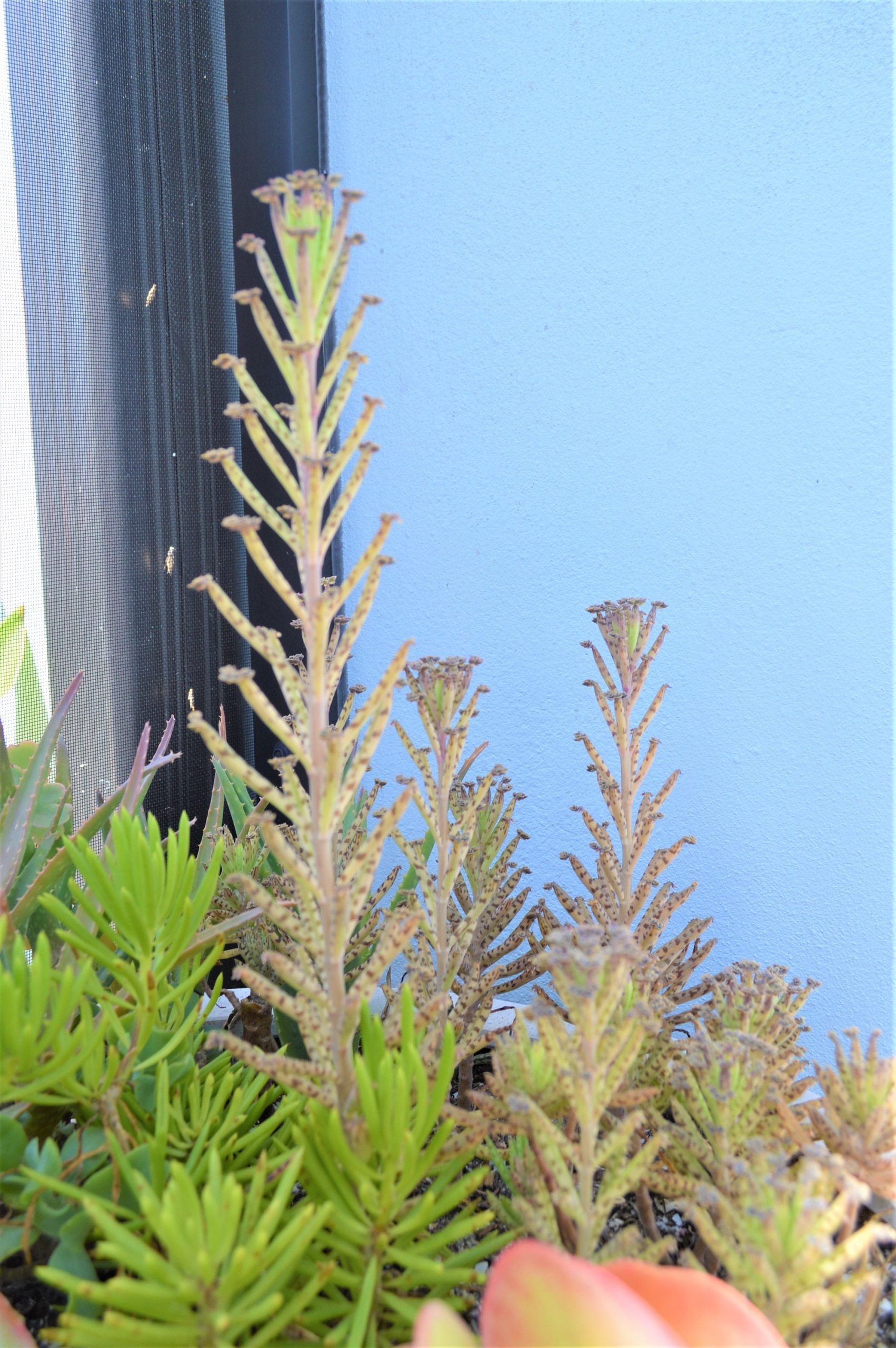 Mother Of Millions (6" cuttings) Kalanchoe tubiflora) Chandelier plant, succulent, Green Blue Purple Color Live Succulent Plant or Cutting - Image 7