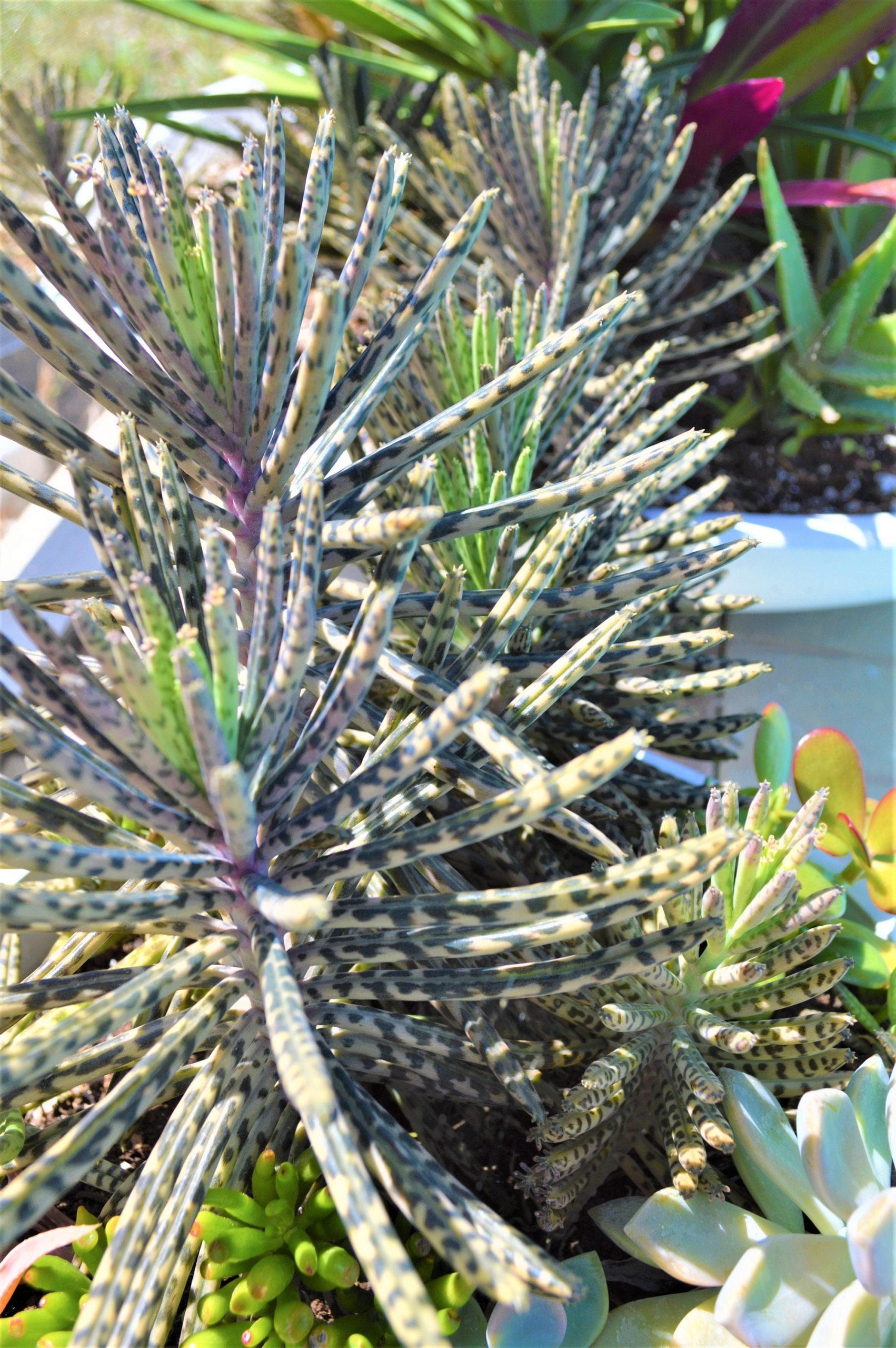 Mother Of Millions (6" cuttings) Kalanchoe tubiflora) Chandelier plant, succulent, Green Blue Purple Color Live Succulent Plant or Cutting - Image 3