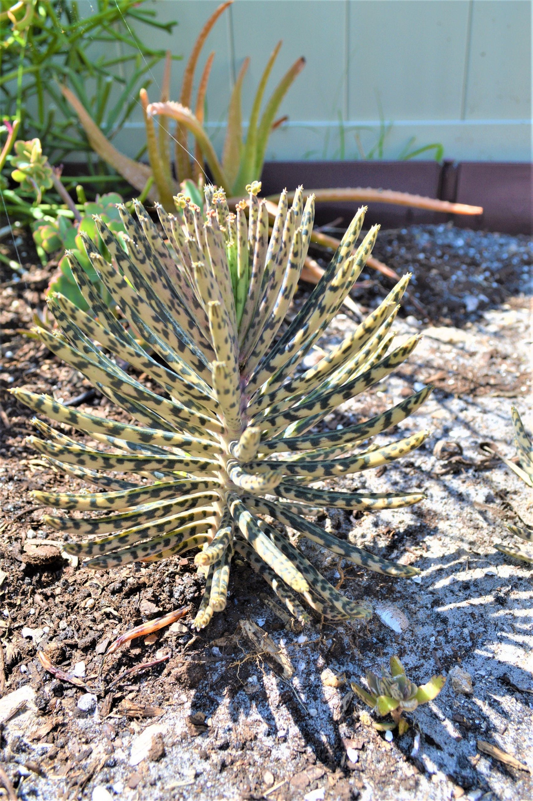 Mother Of Millions (6" cuttings) Kalanchoe tubiflora) Chandelier plant, succulent, Green Blue Purple Color Live Succulent Plant or Cutting - Image 8