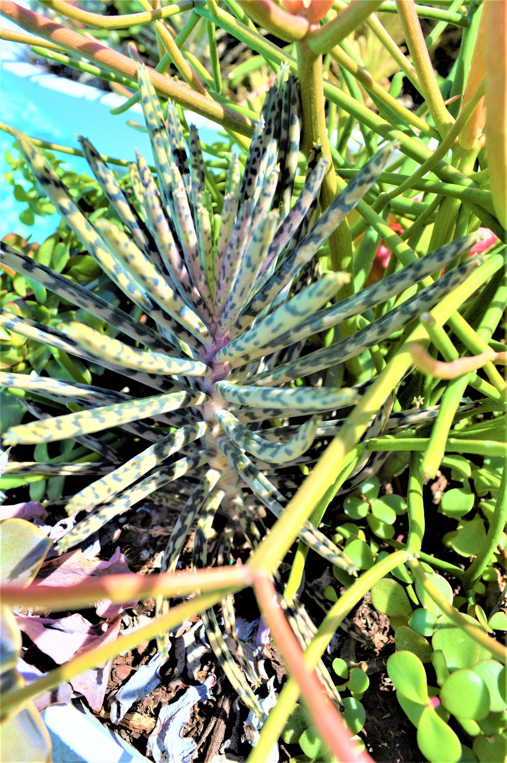 Mother Of Millions (6" cuttings) Kalanchoe tubiflora) Chandelier plant, succulent, Green Blue Purple Color Live Succulent Plant or Cutting - Image 9
