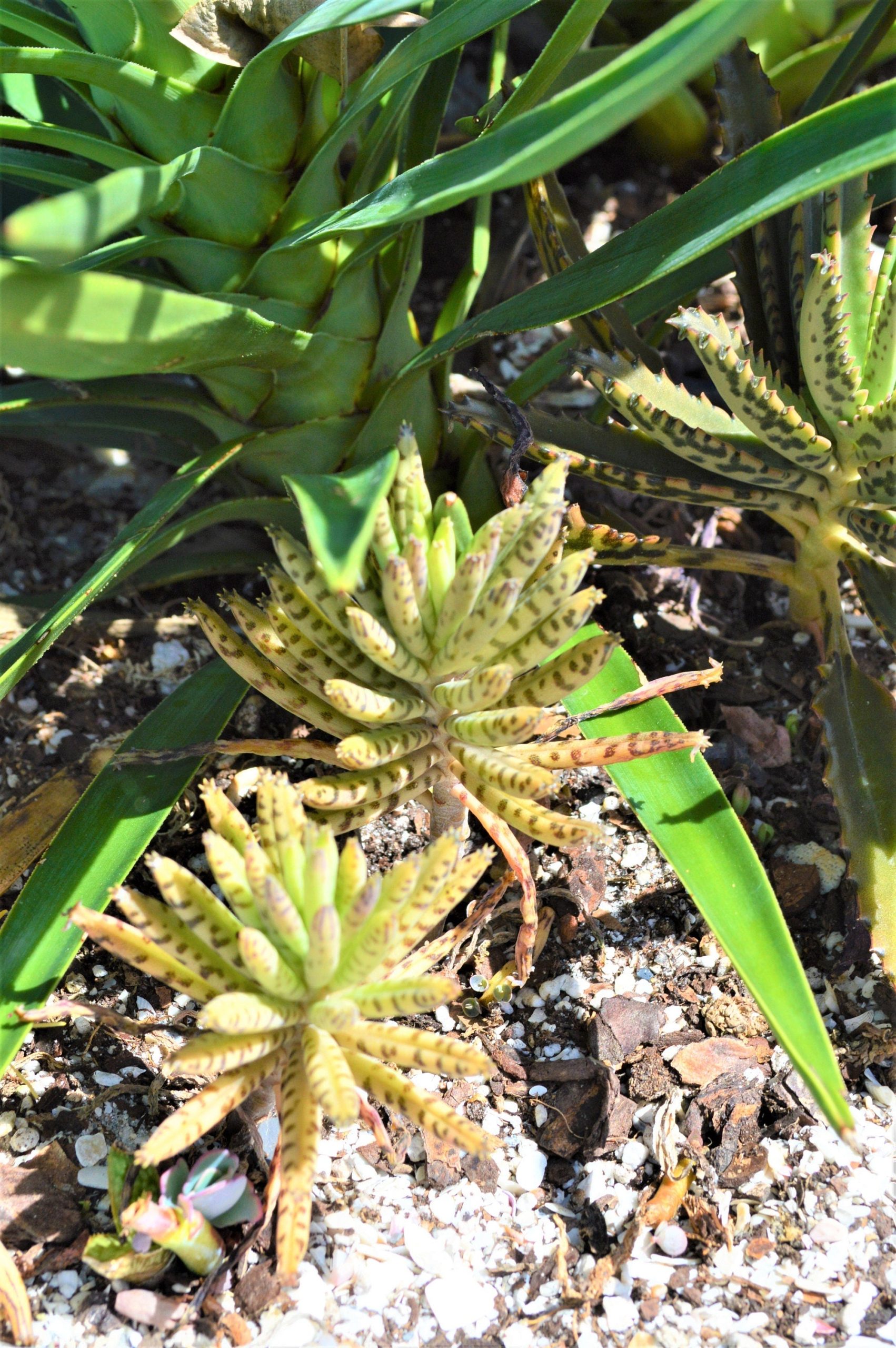 Mother Of Millions (6" cuttings) Kalanchoe tubiflora) Chandelier plant, succulent, Green Blue Purple Color Live Succulent Plant or Cutting - Image 4