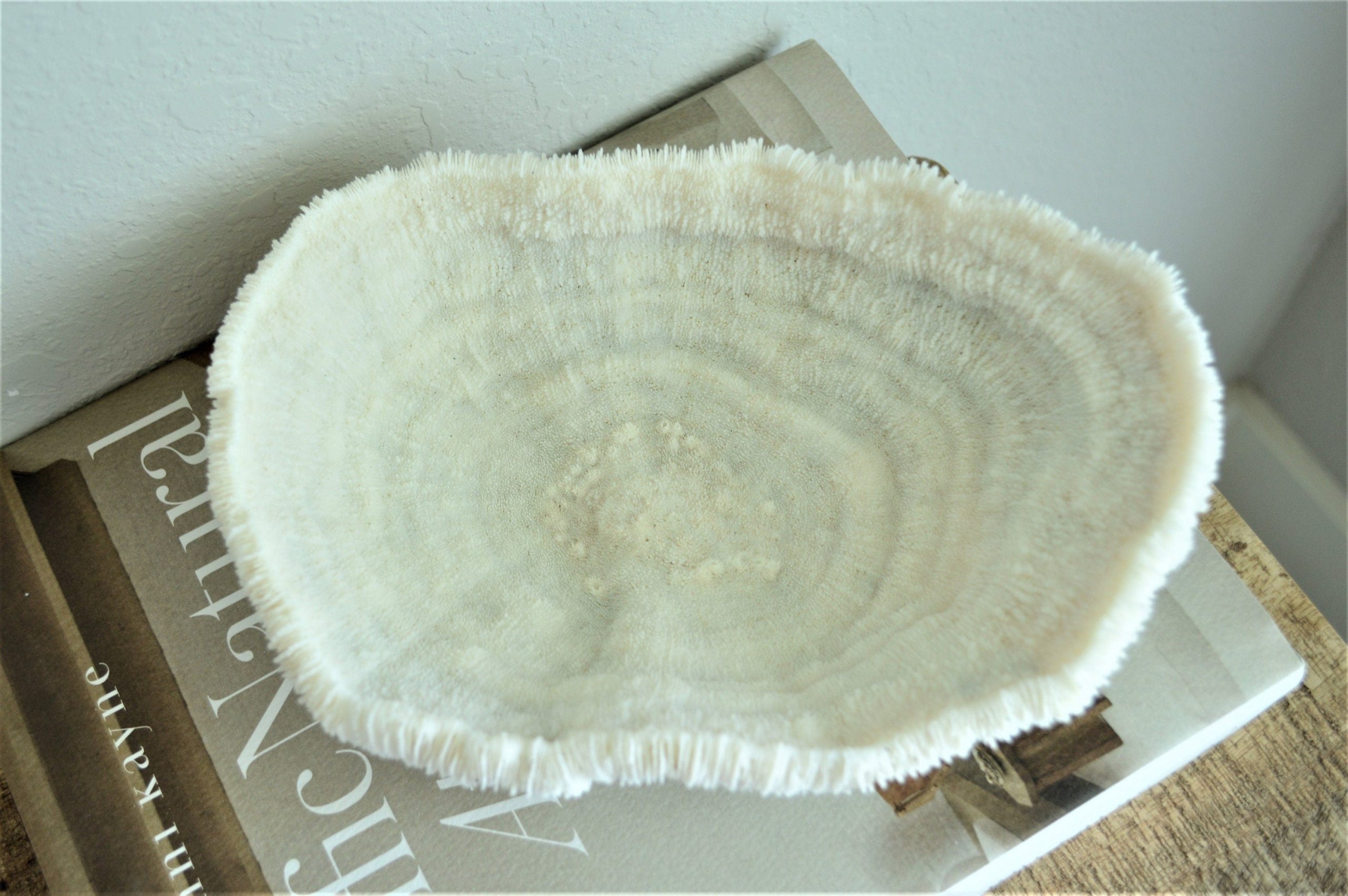 BOWL CORAL White *All Sizes* Authentic Natural Real Sea Fossil Coastal Décor - Image 5