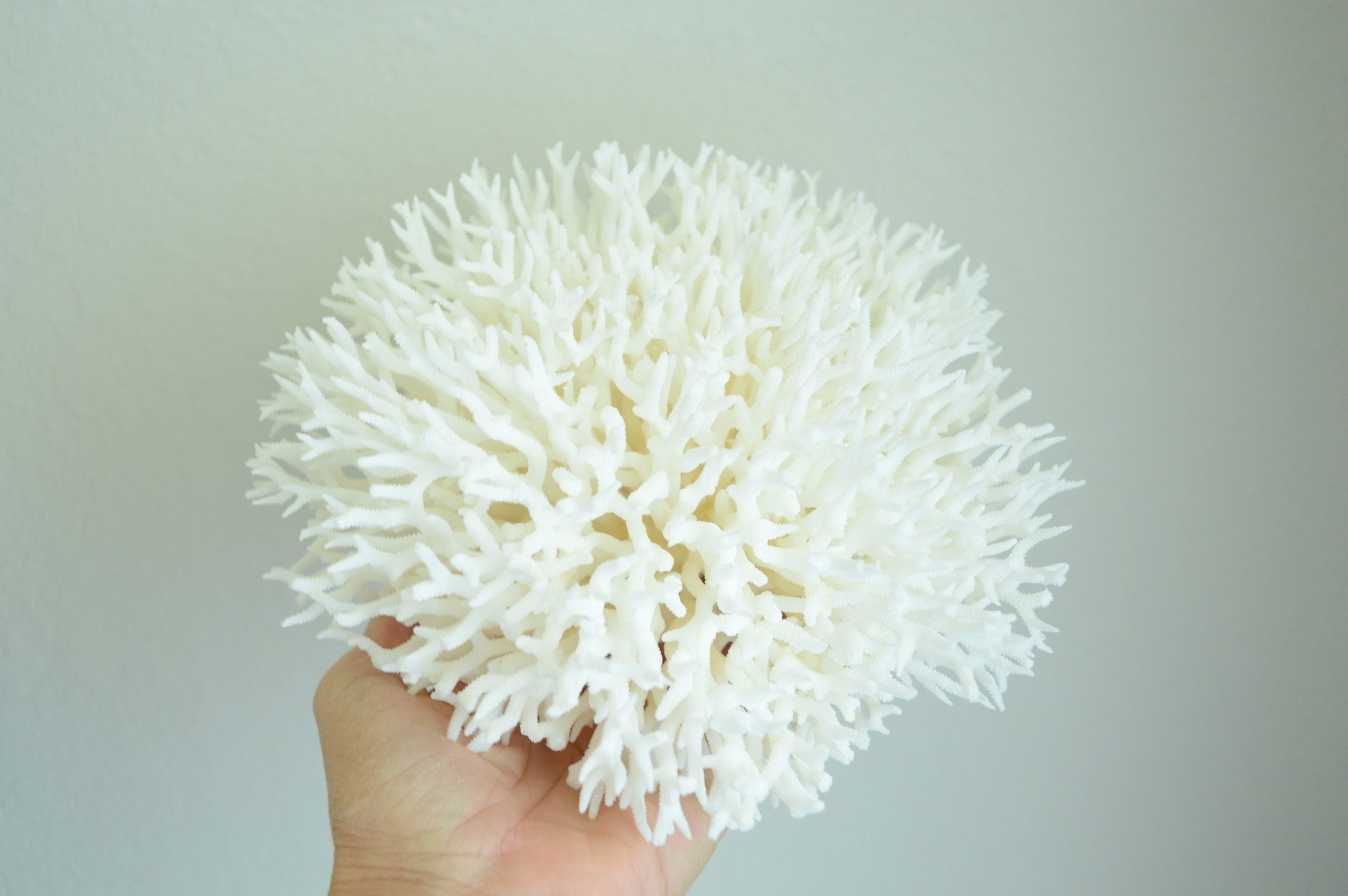 BIRDSNEST Coral White *All Sizes* Authentic Natural Real Sea Fossil Coastal Décor - Image 5
